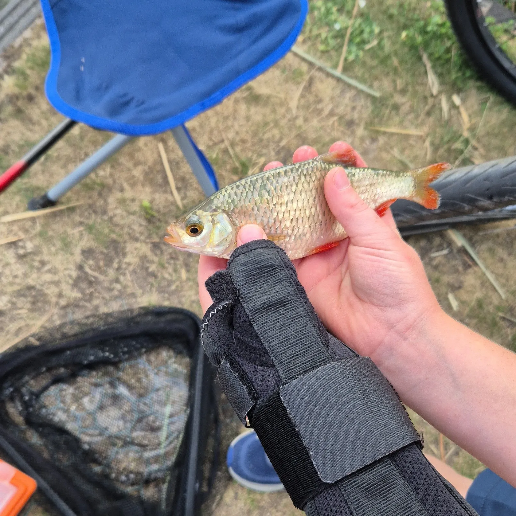 Common rudd caught on Fishbrain