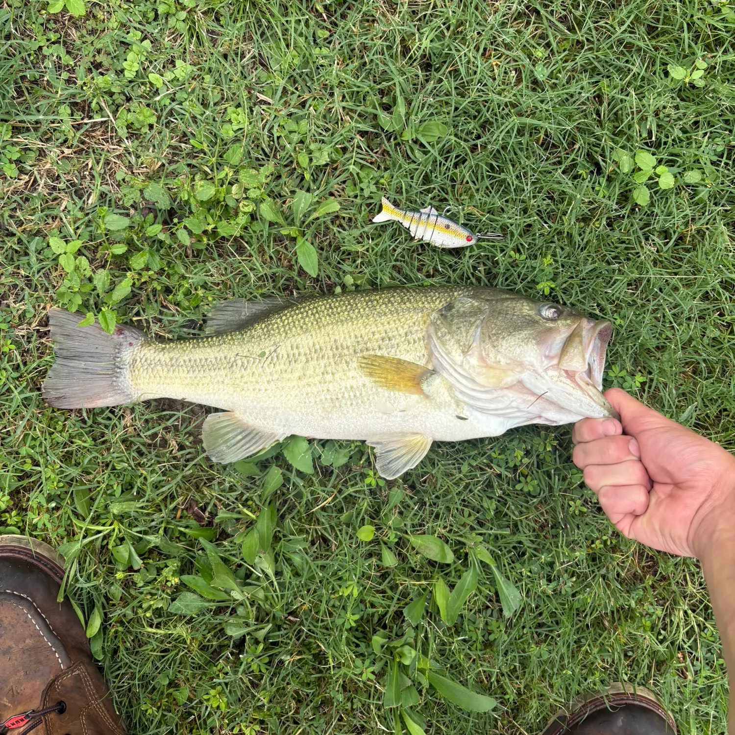 Largemouth bass caught on Fishbrain