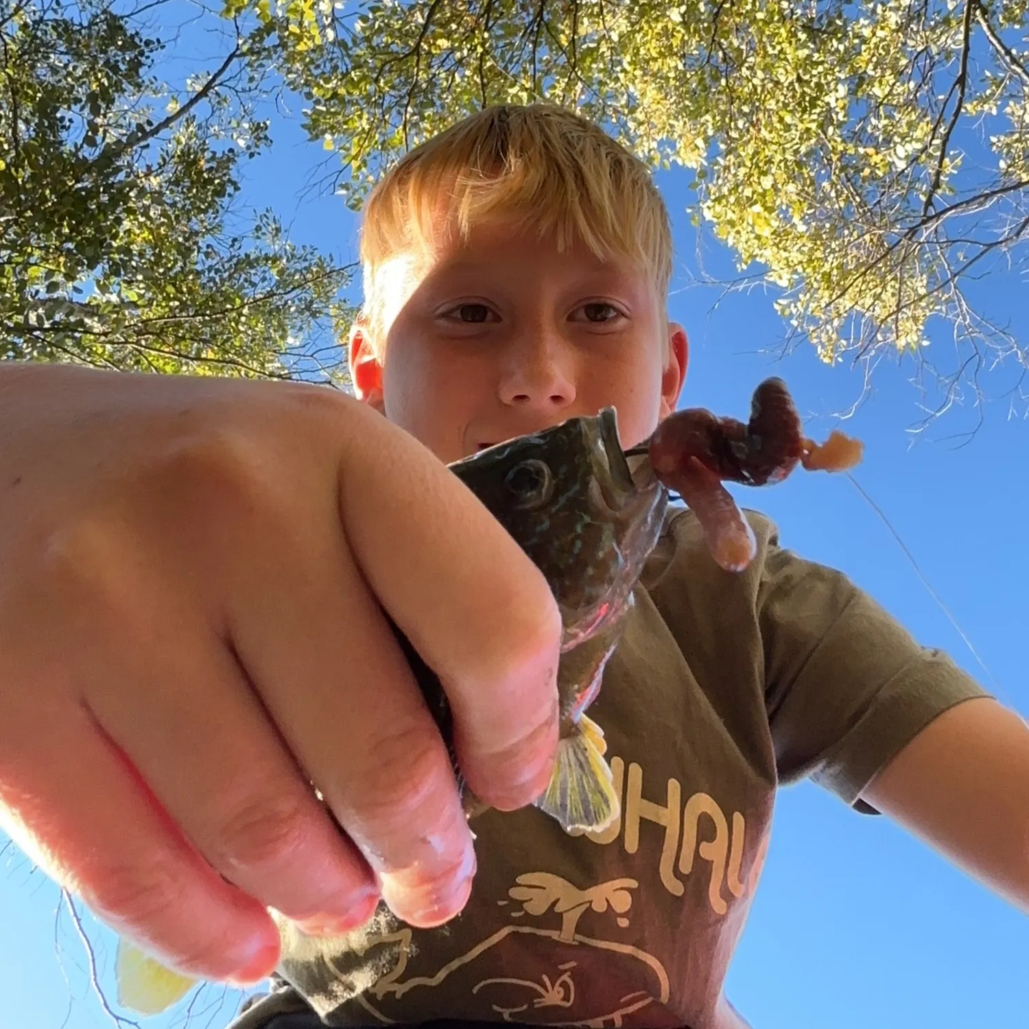 Green sunfish caught on Fishbrain