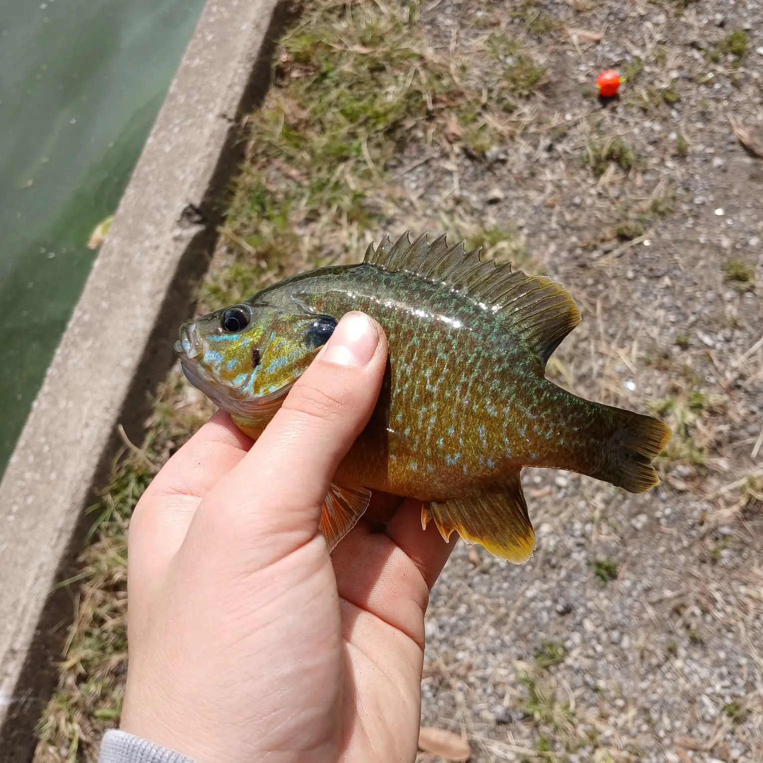 Greengill hybrid caught on Fishbrain