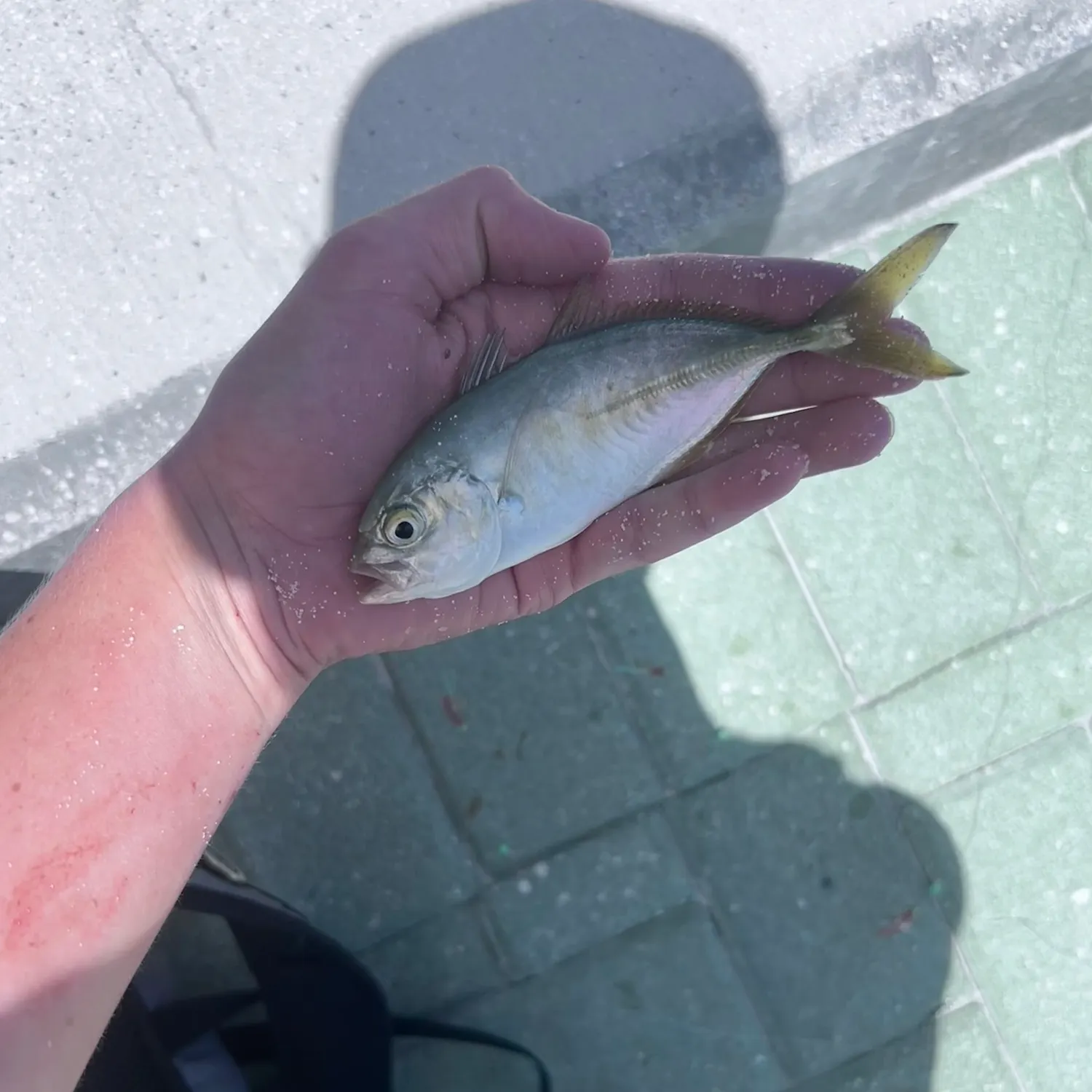 The most recent Yellowtail scad catches on Fishbrain