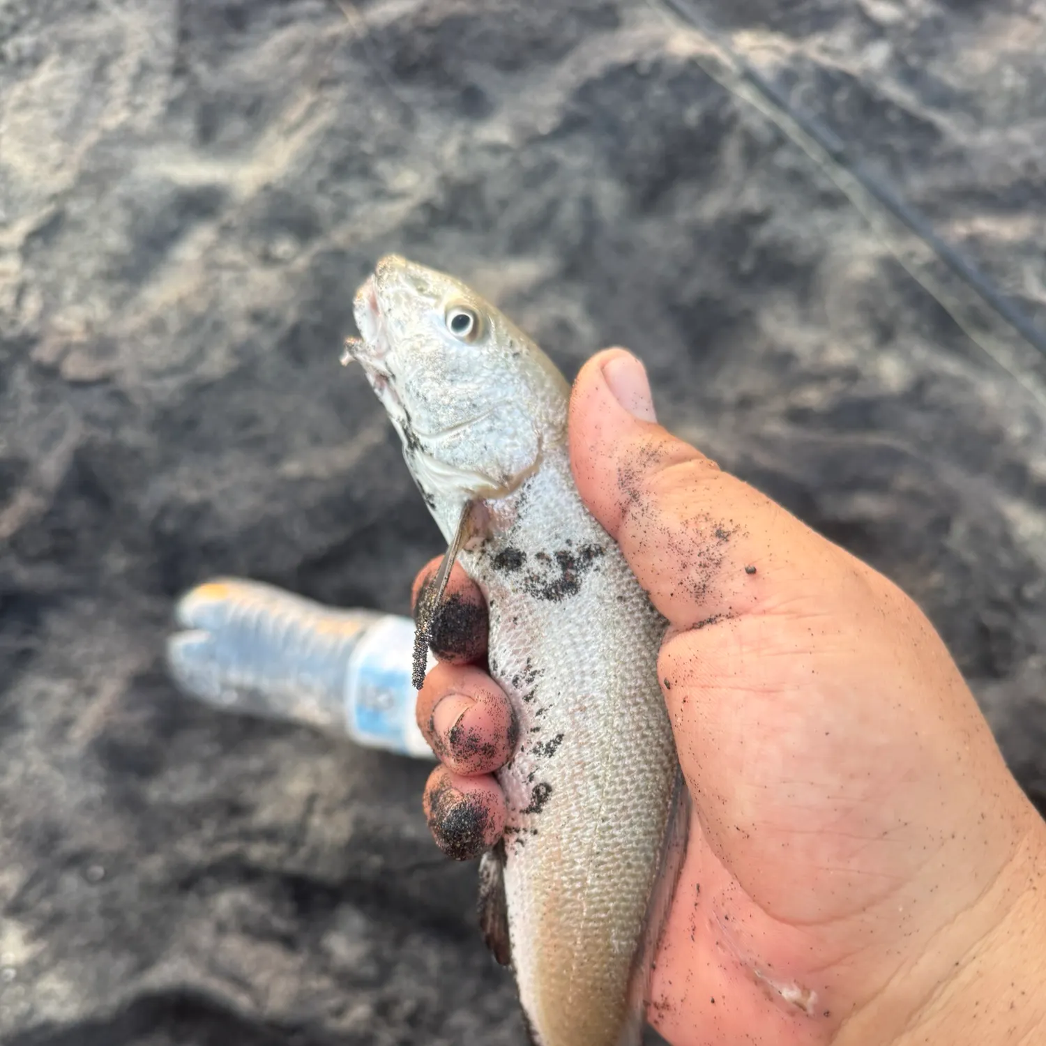 The most recent California corbina catches on Fishbrain