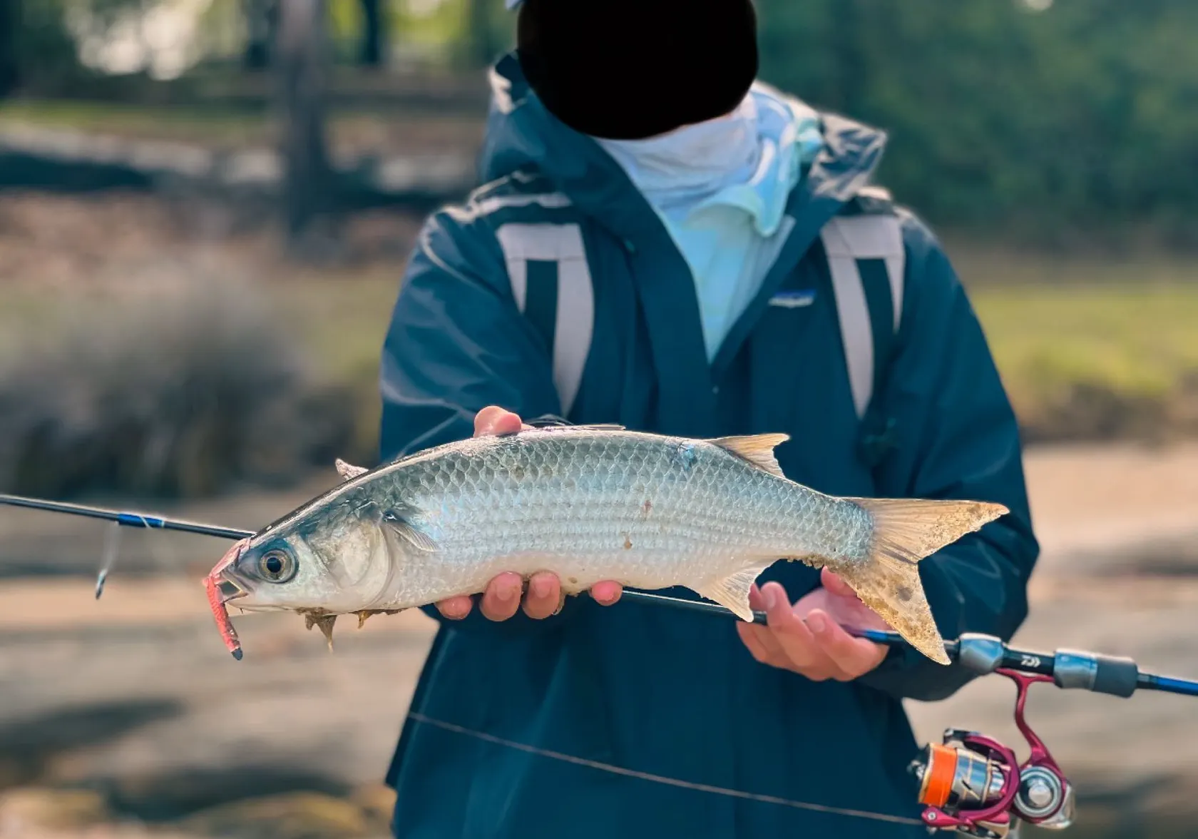 Striped mullet