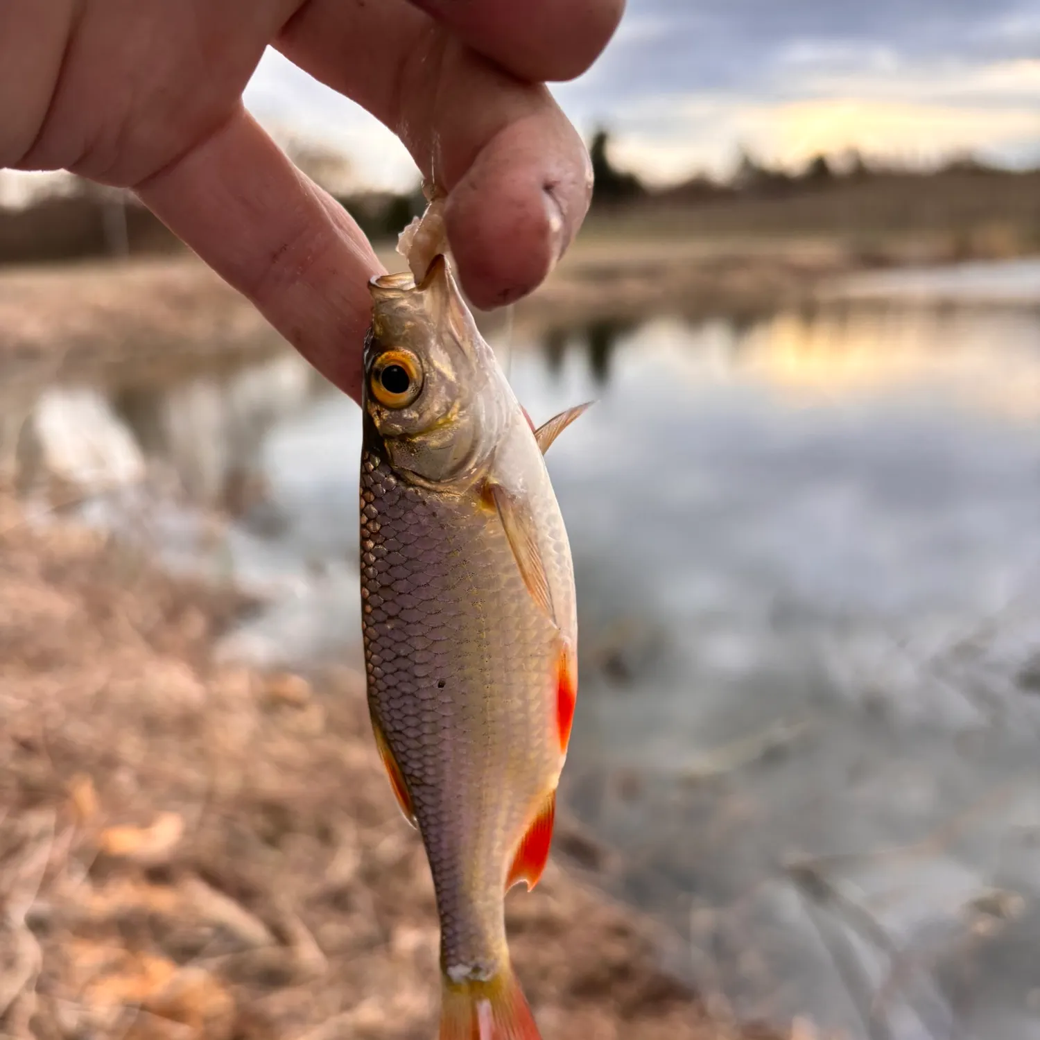 The most recent Common rudd catches on Fishbrain