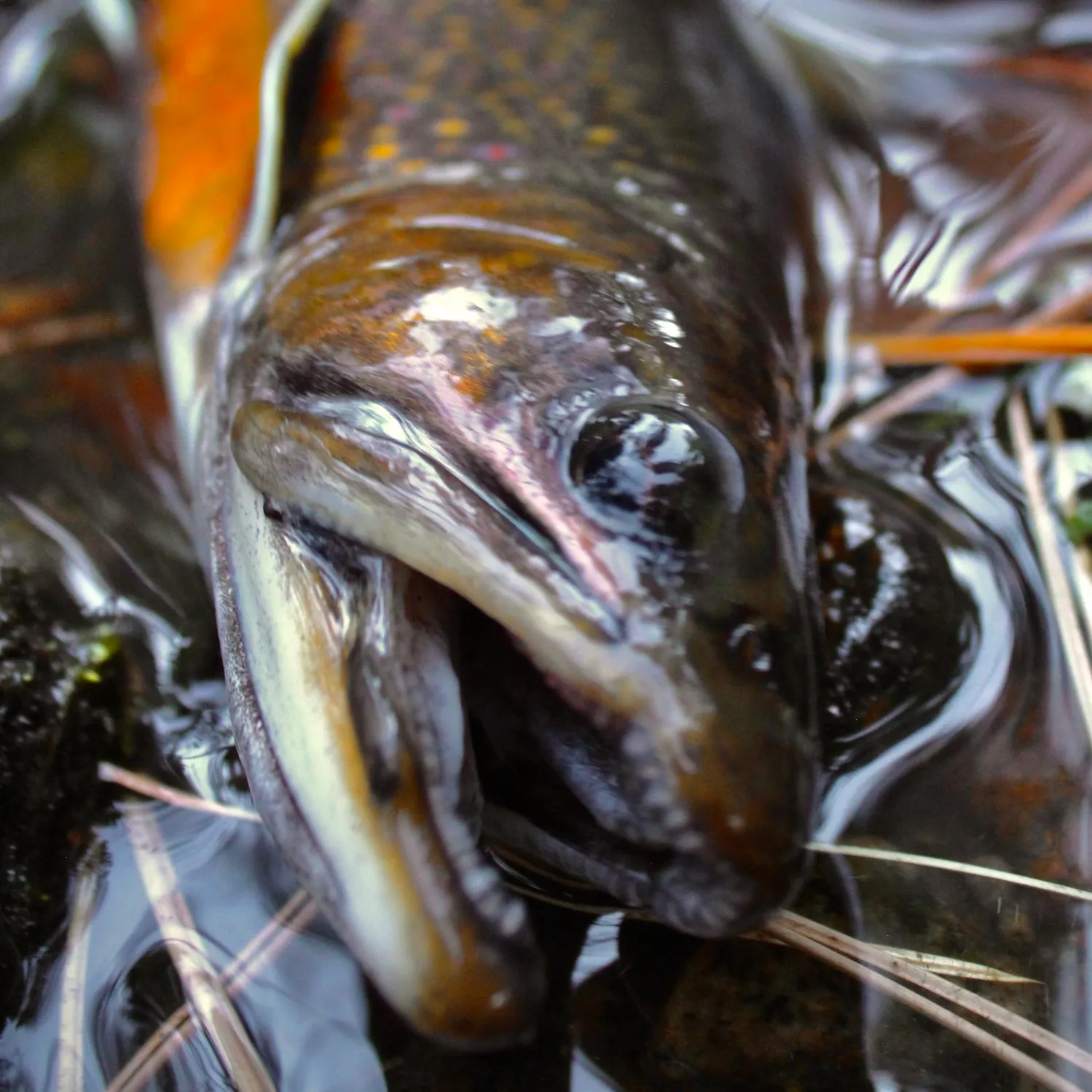 Brook trout caught on Fishbrain