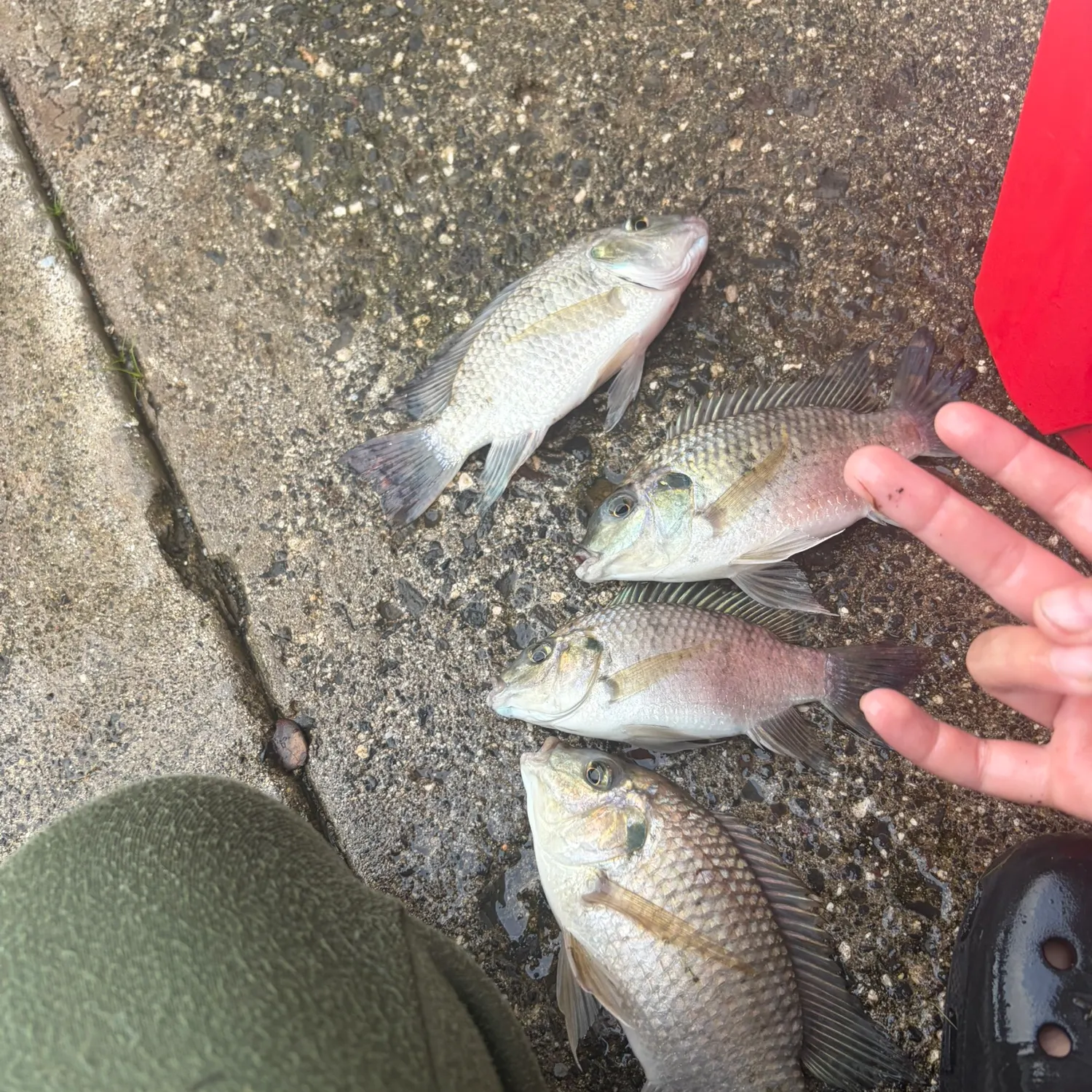 catch