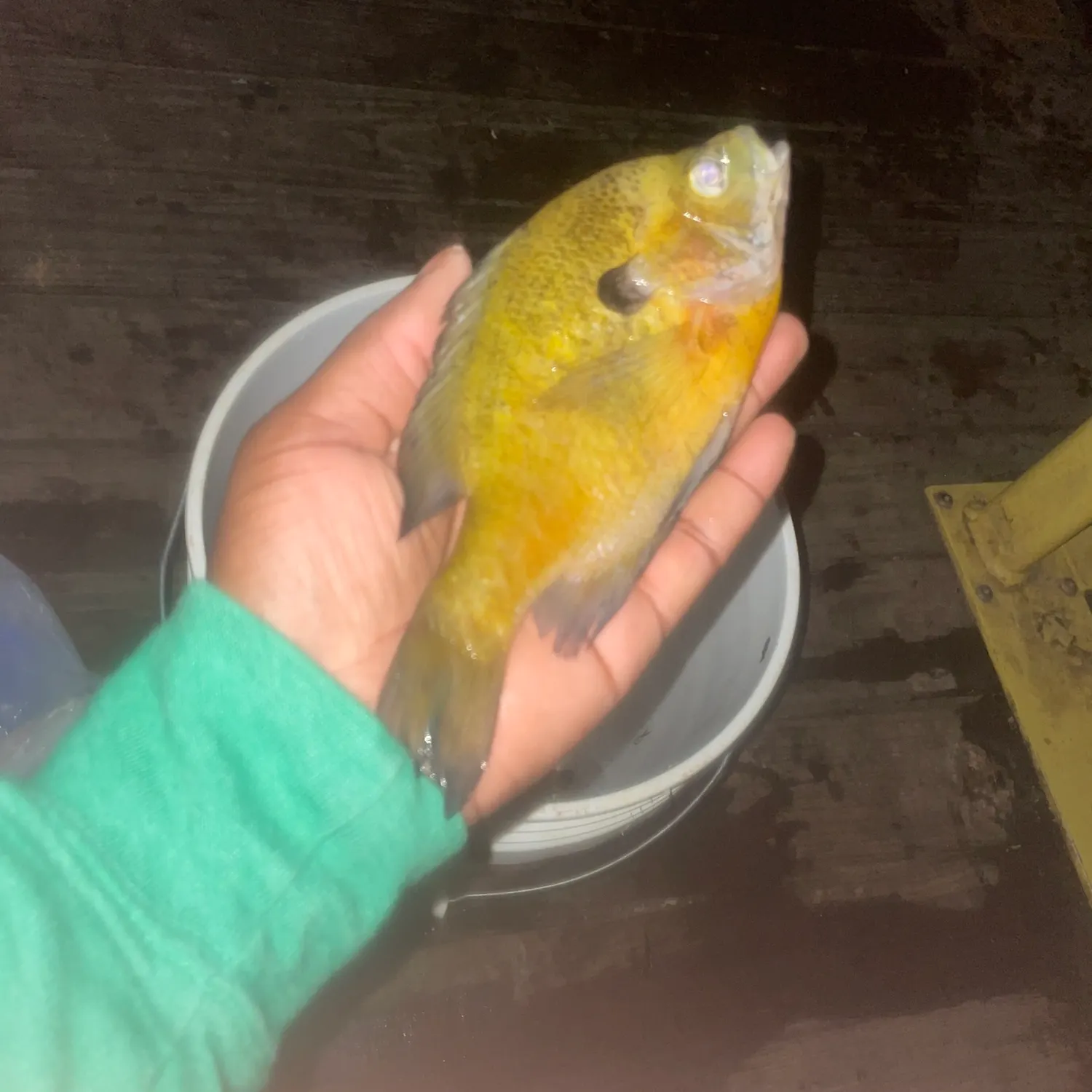 Redbreast sunfish caught on Fishbrain