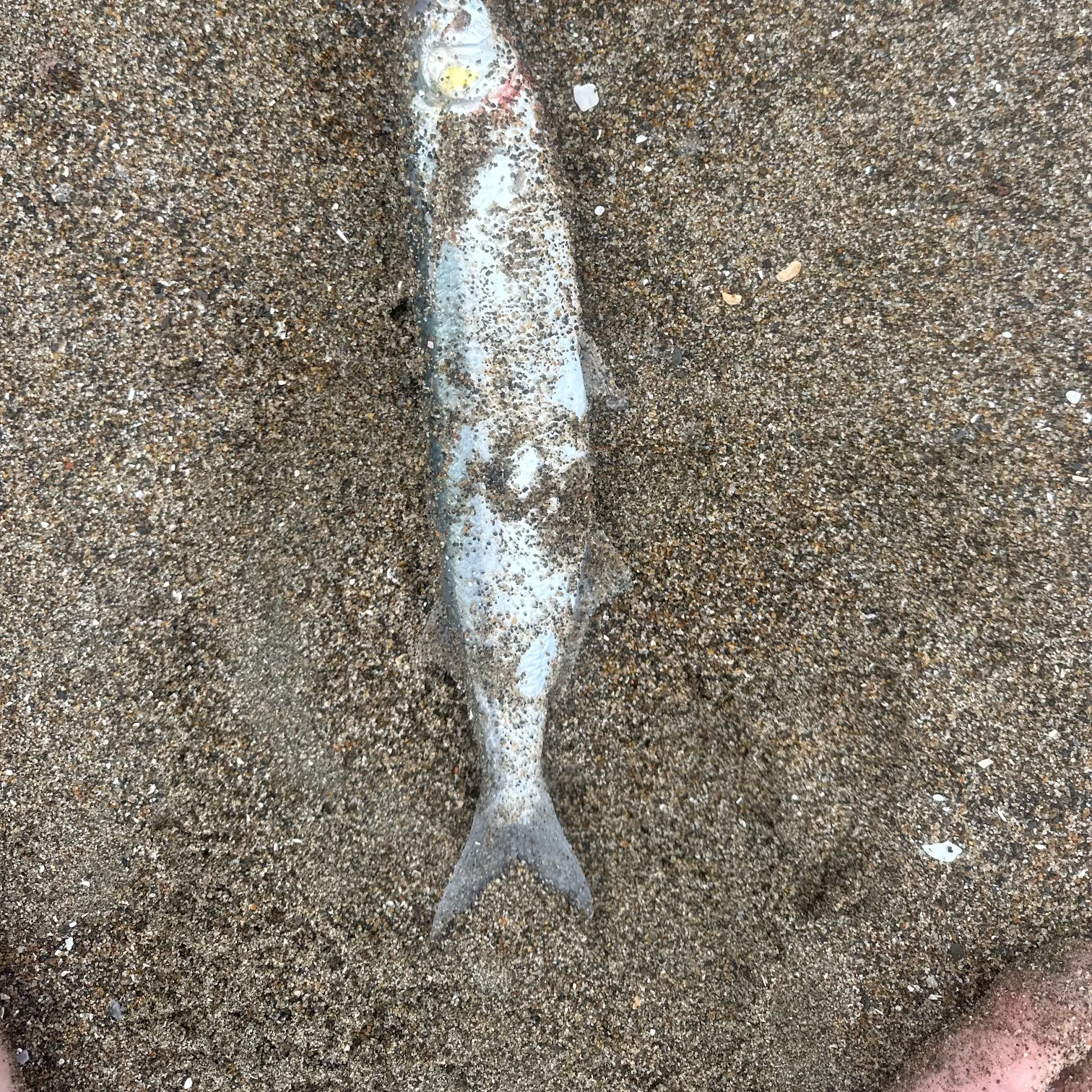 The most recent Jack silverside catches on Fishbrain