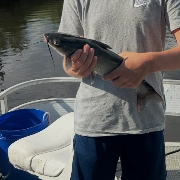 Channel catfish caught on Fishbrain
