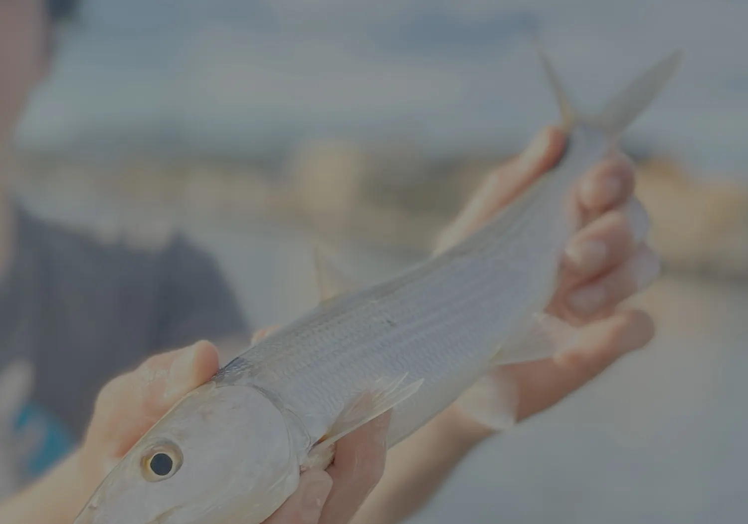 West Atlantic bonefish