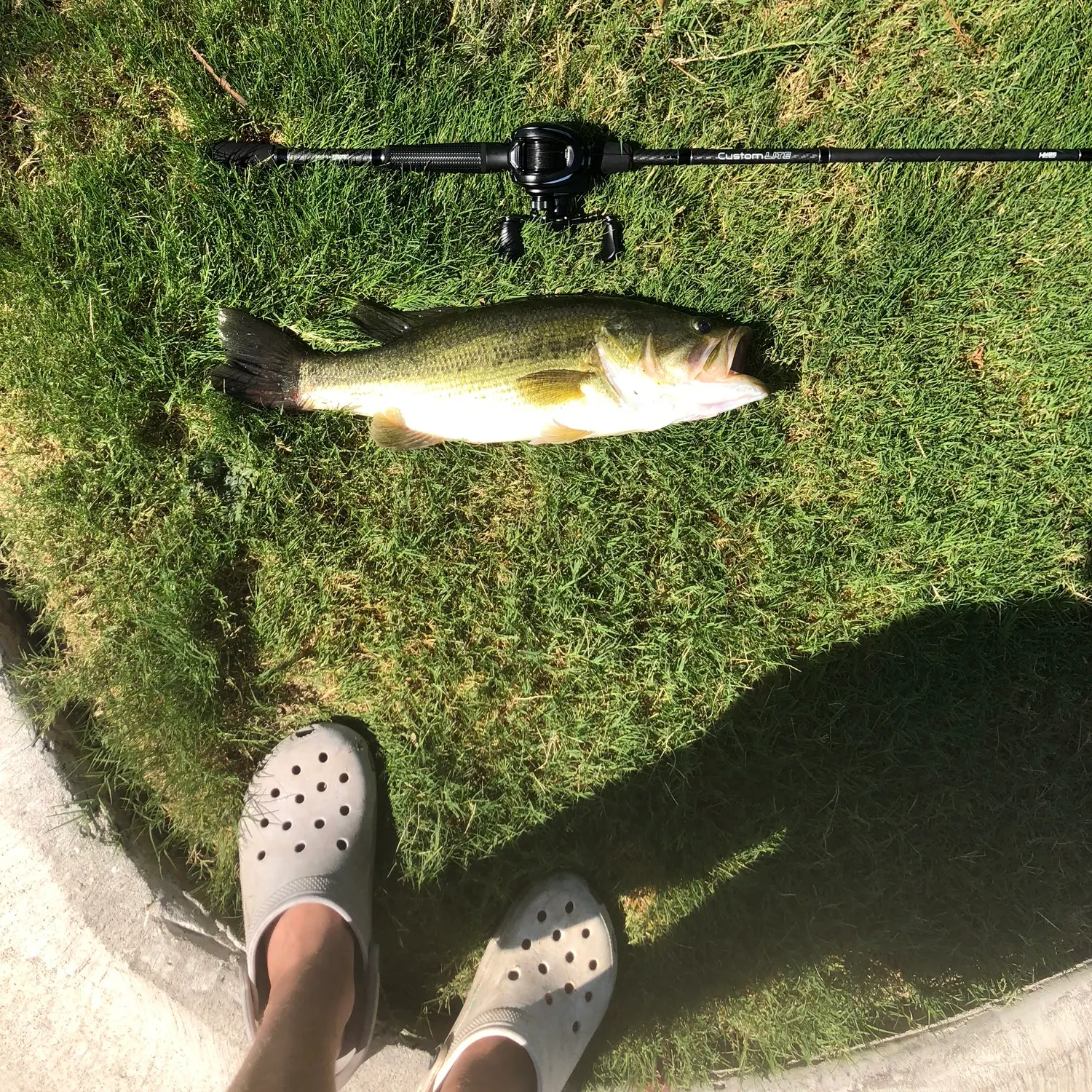 Largemouth bass caught on Fishbrain