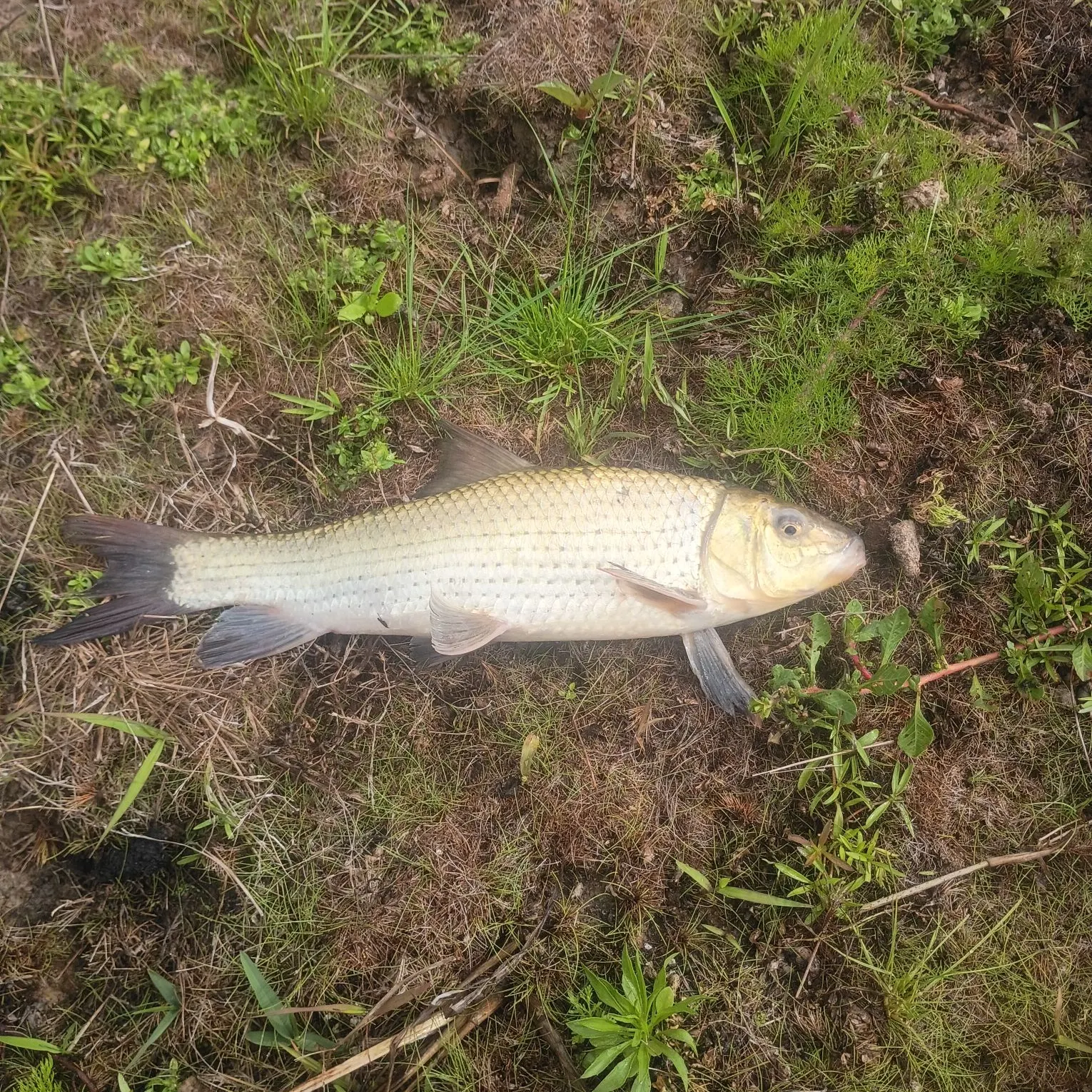 The most recent Spotted sucker catches on Fishbrain