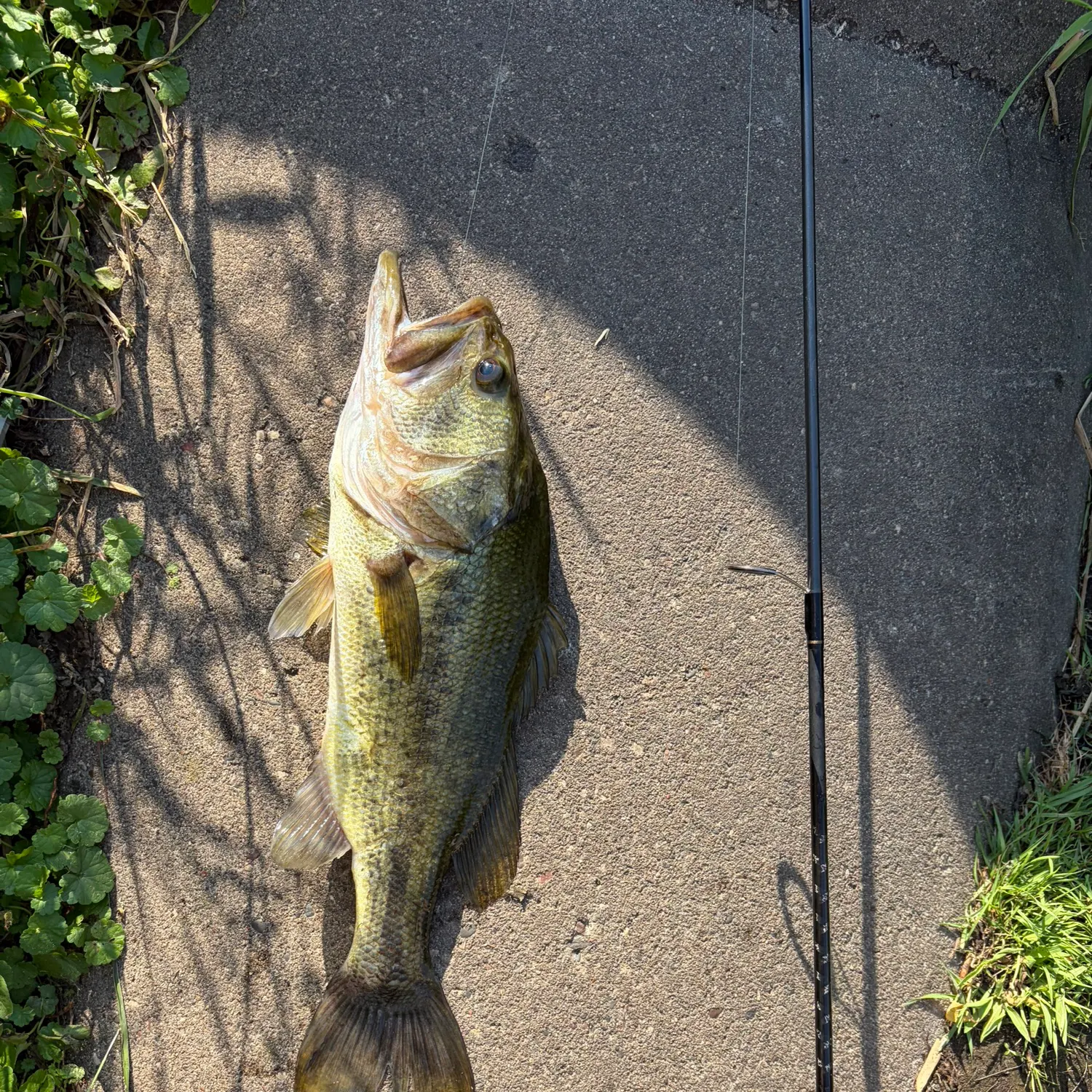 Largemouth bass caught on Fishbrain