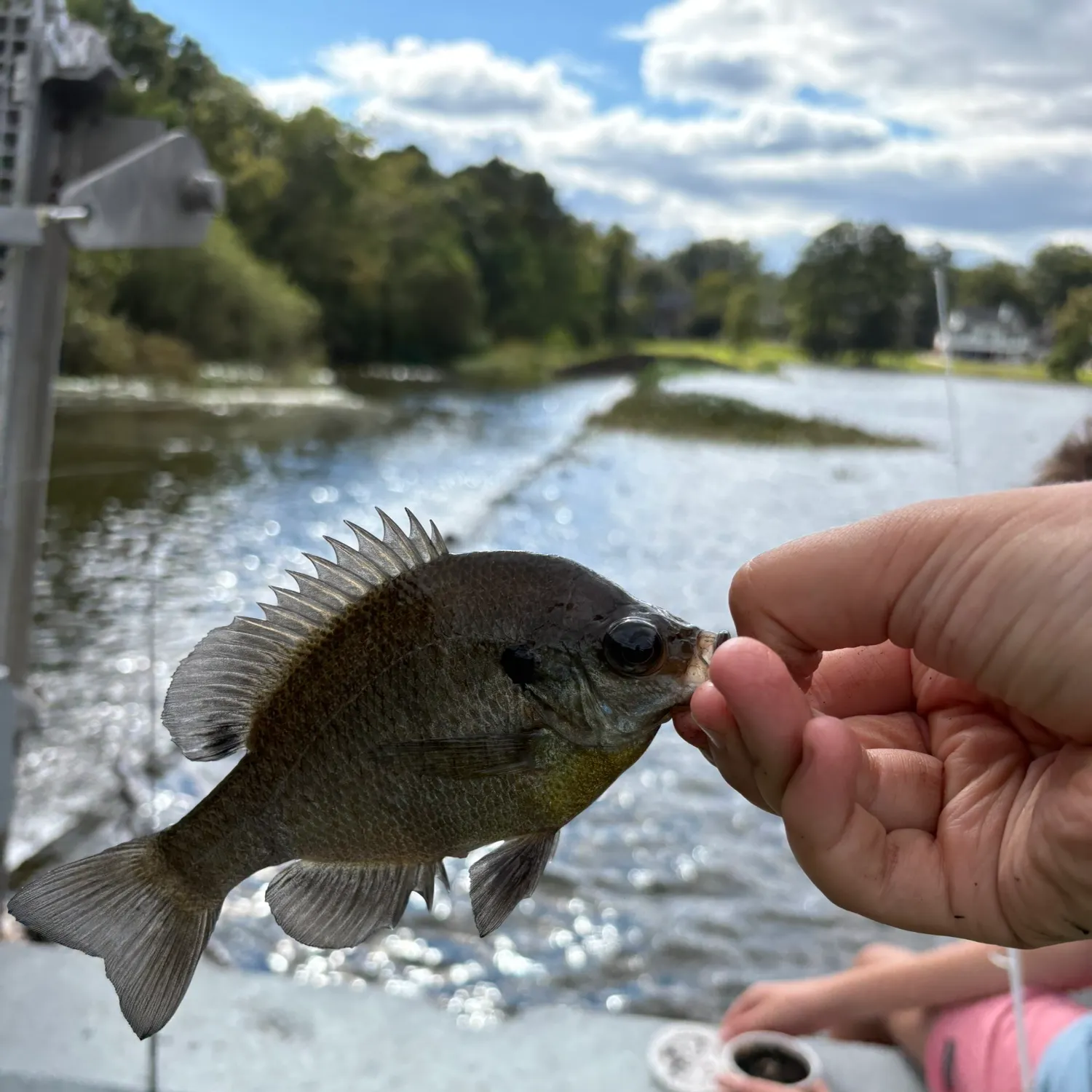 Bluegill caught on Fishbrain