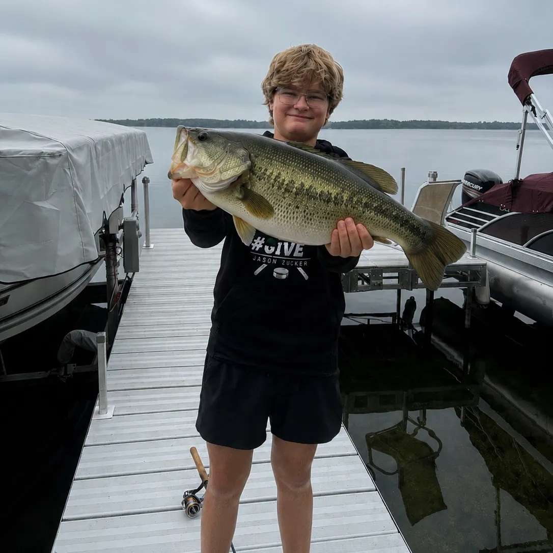 Largemouth bass caught on Fishbrain