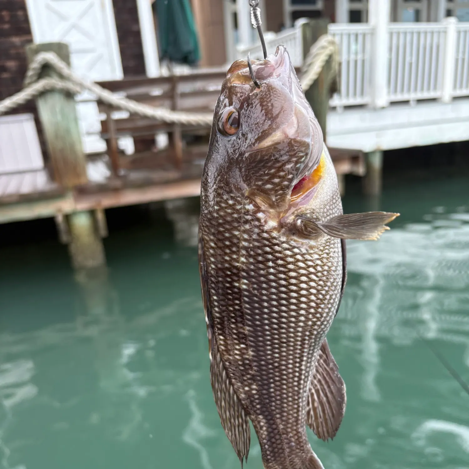 Black sea bass caught on Fishbrain