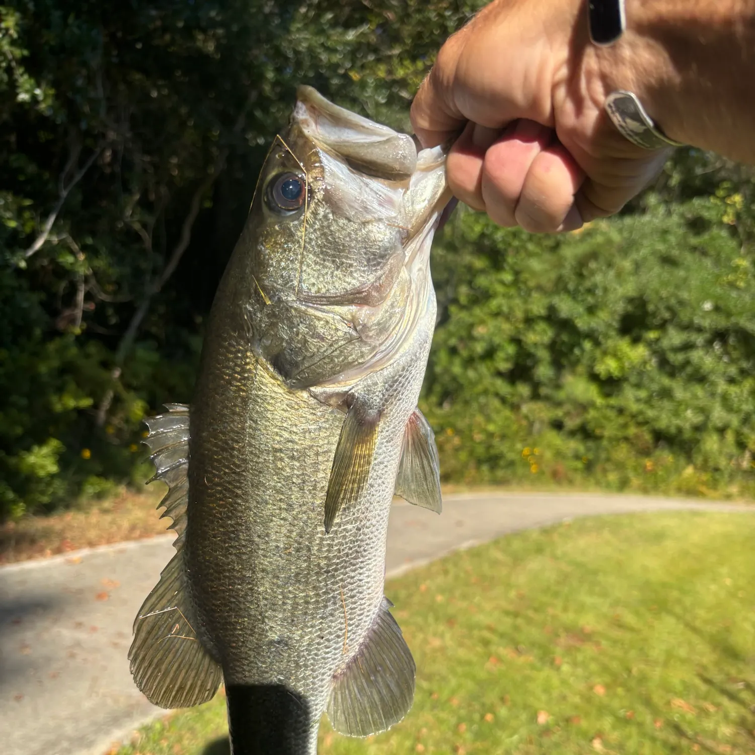 Largemouth bass caught on Fishbrain
