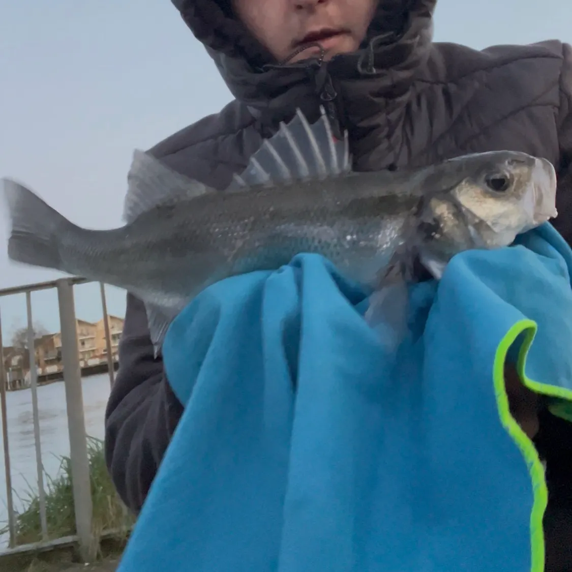 The most recent European seabass catches on Fishbrain
