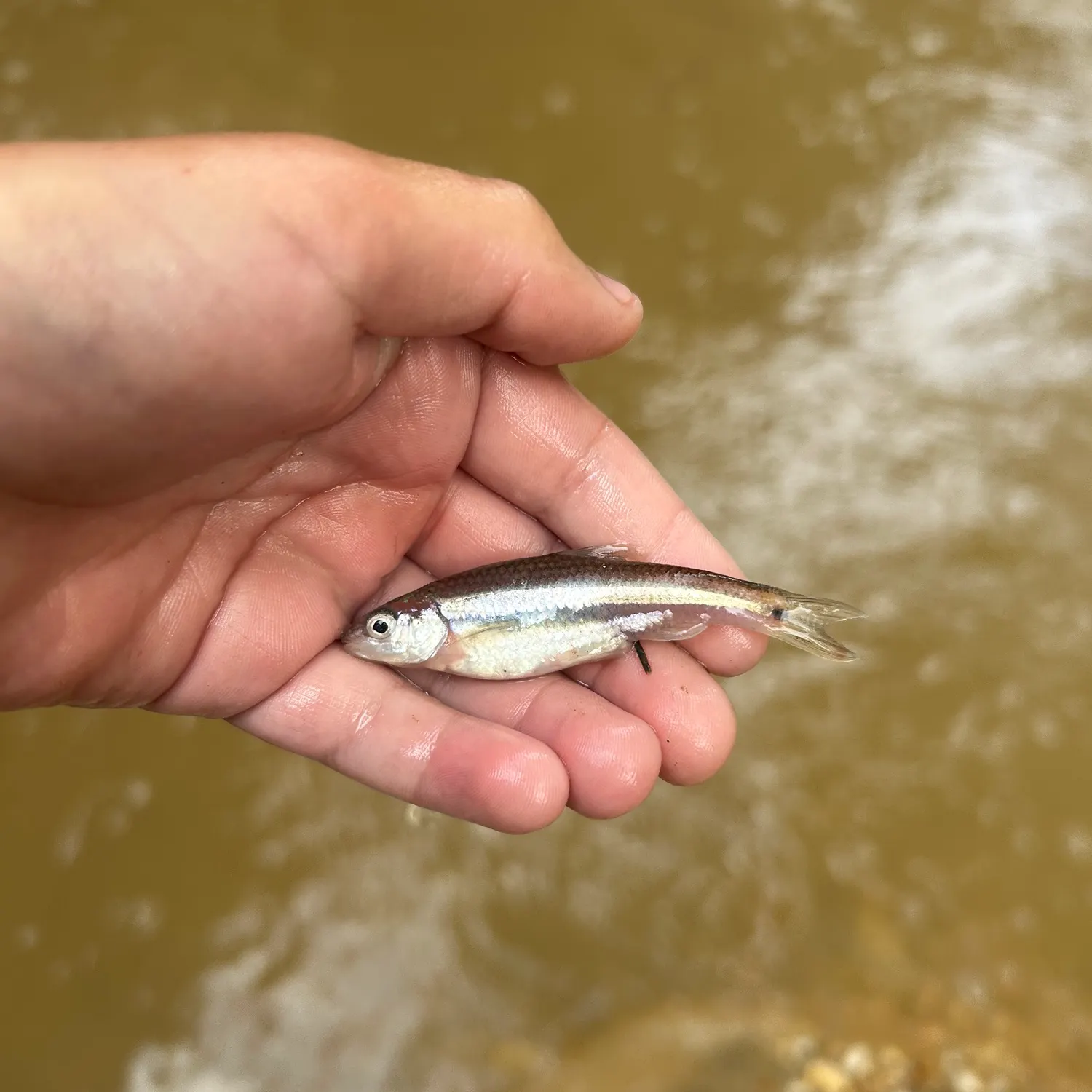 The most recent Rough shiner catches on Fishbrain