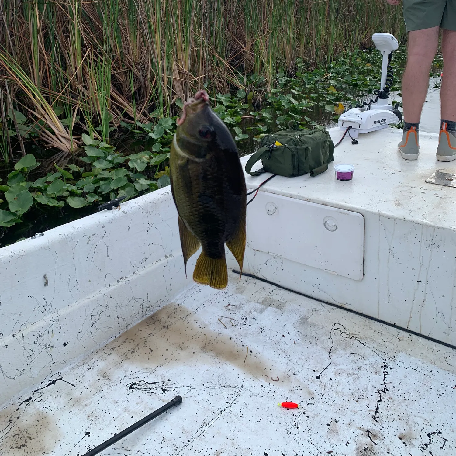 The most recent Oscar catches on Fishbrain