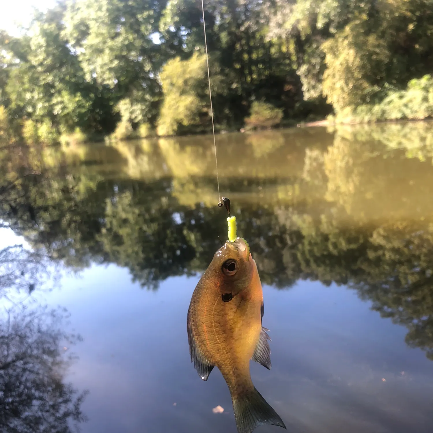 Bluegill caught on Fishbrain