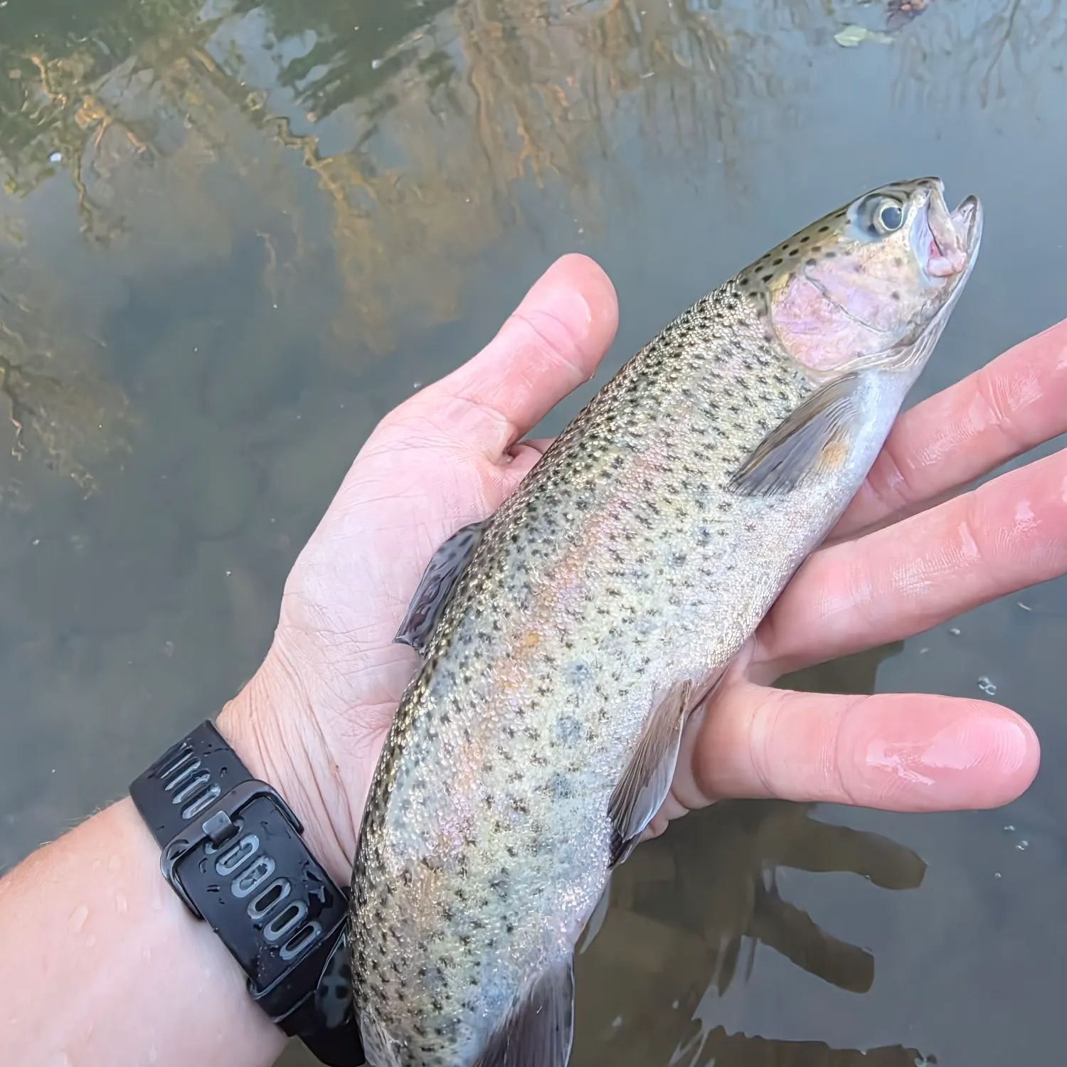 Rainbow trout caught on Fishbrain