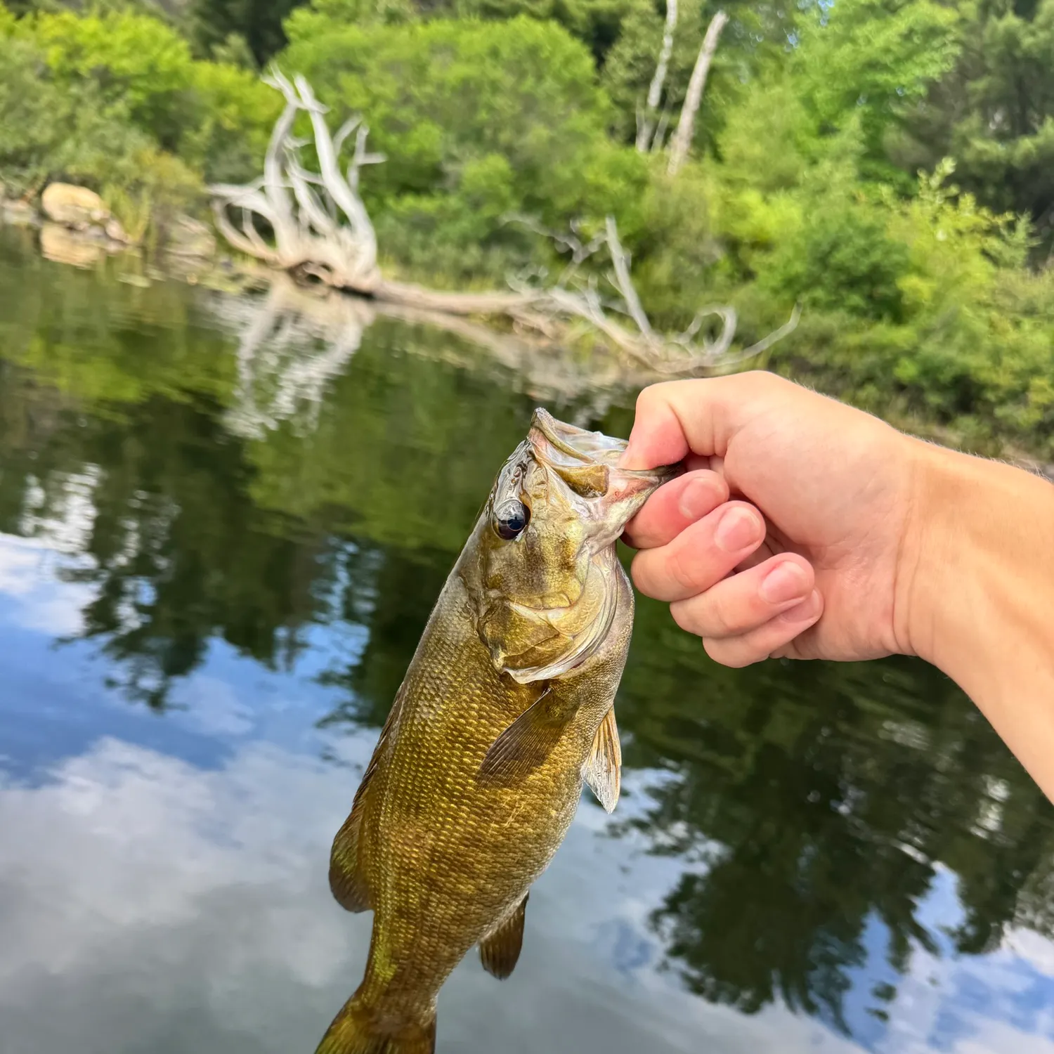 Smallmouth bass caught on Fishbrain