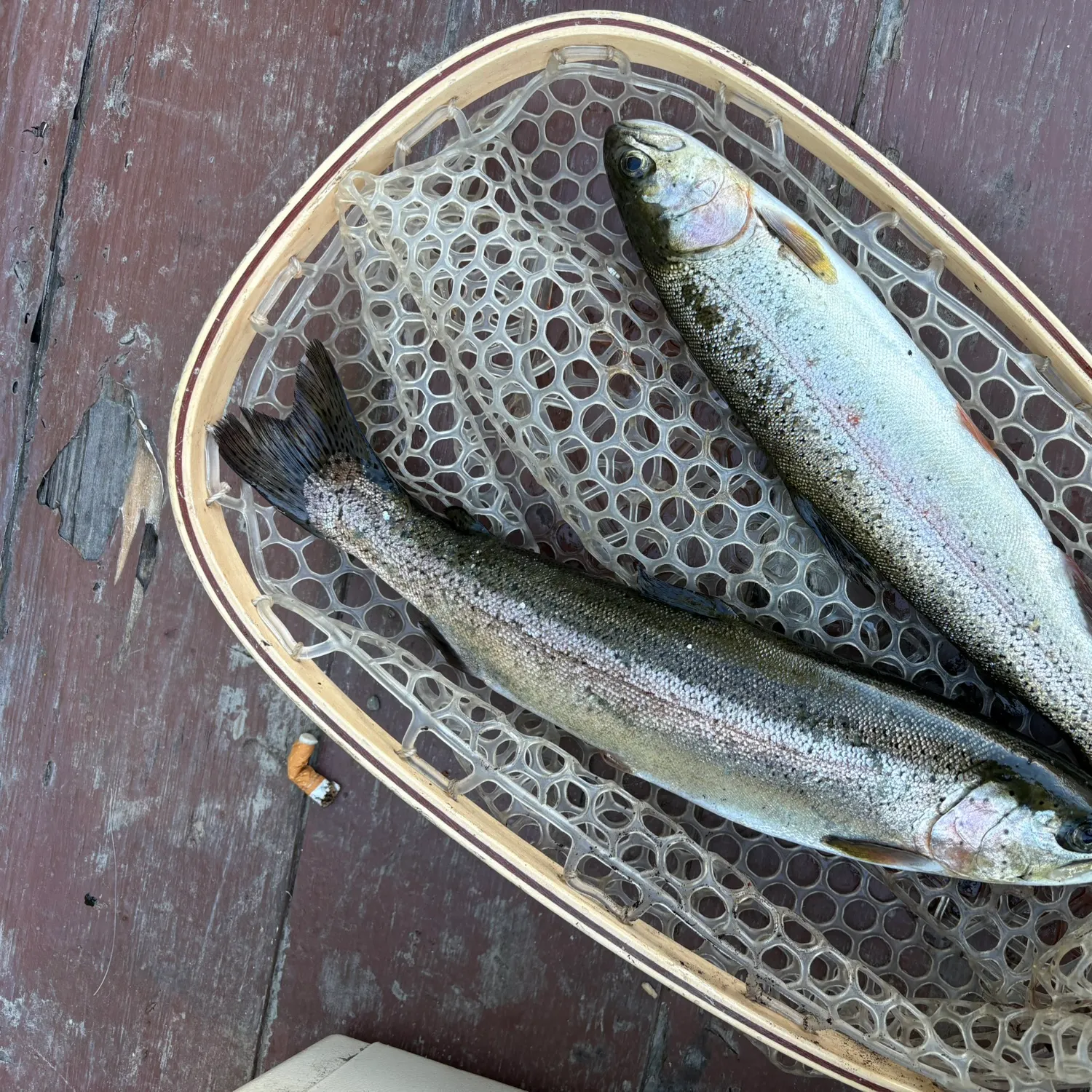 recently logged catches
