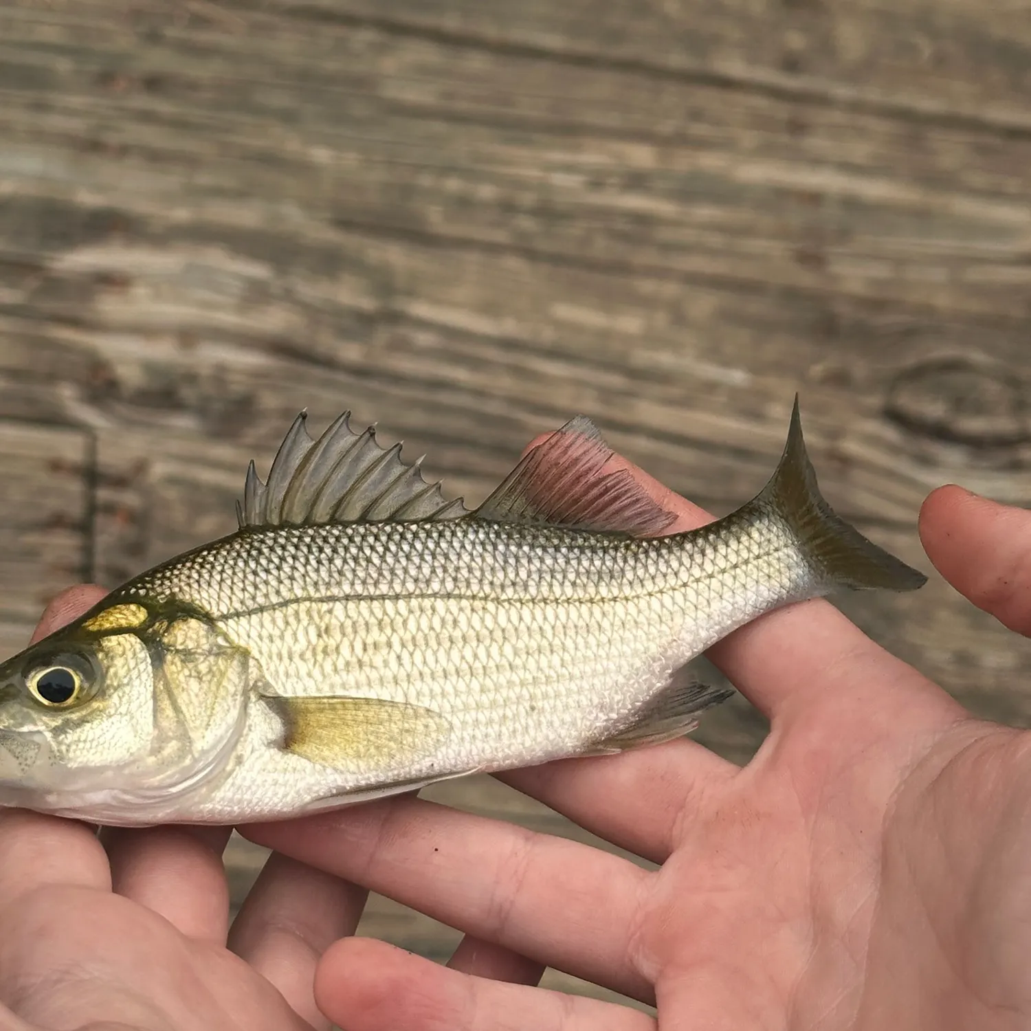 White perch caught on Fishbrain