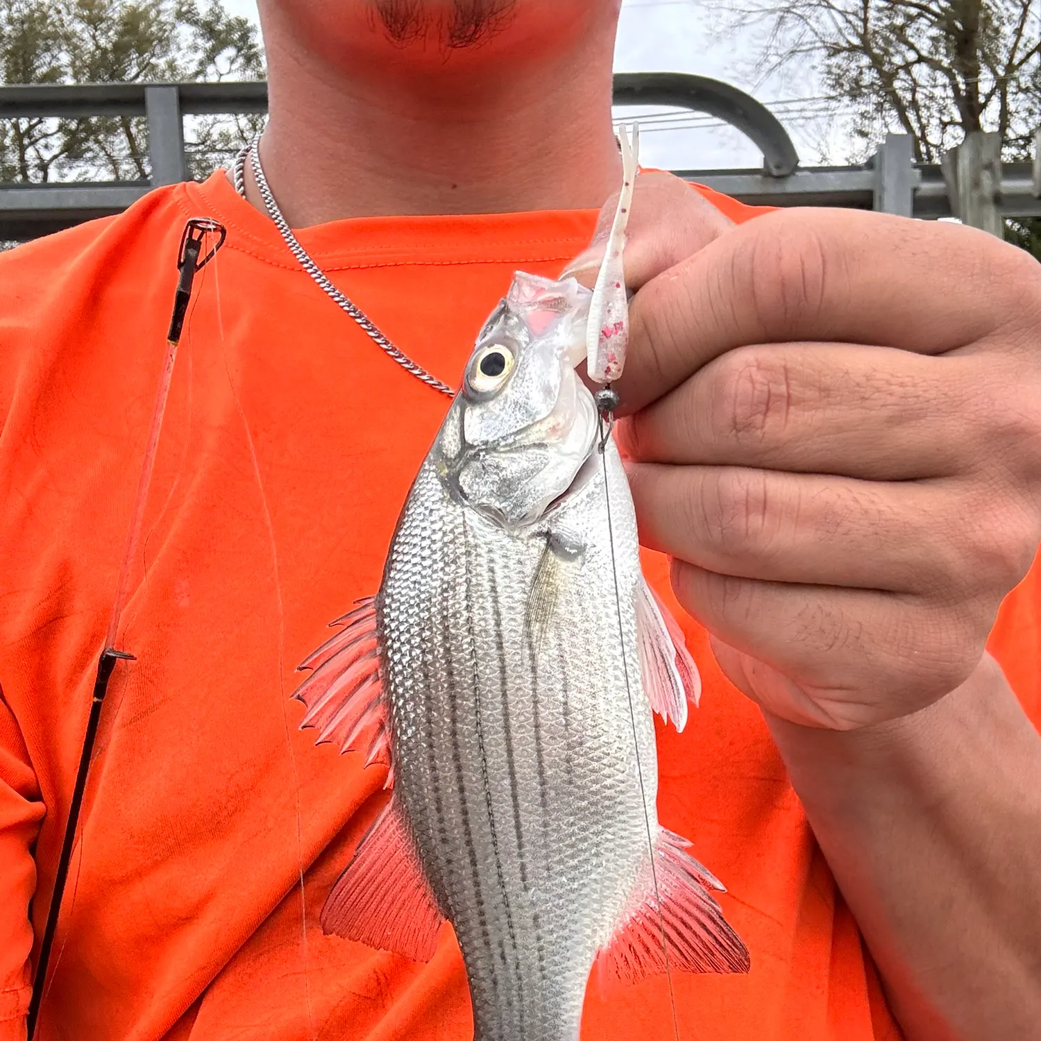 White bass caught on Fishbrain