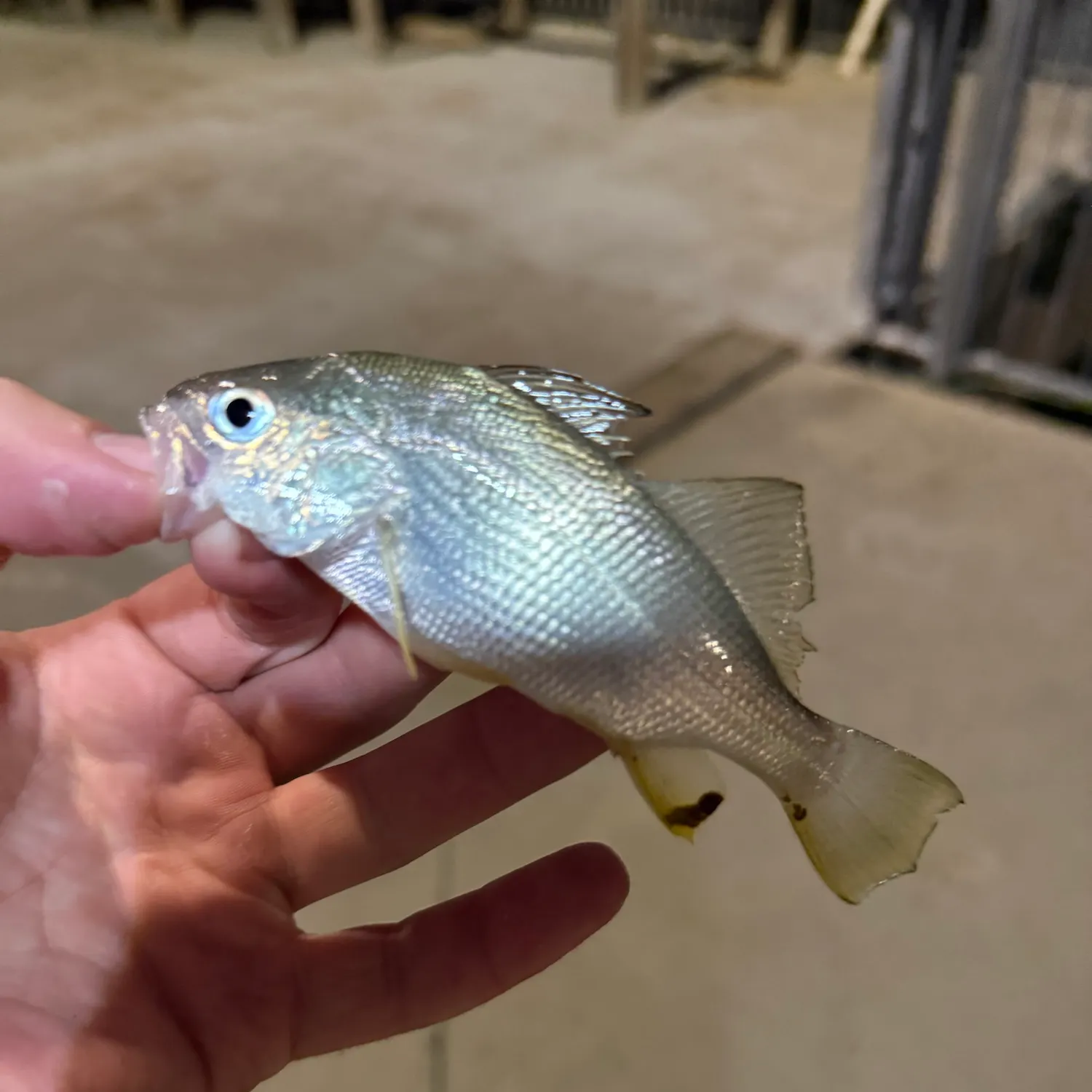 Silver perch caught on Fishbrain