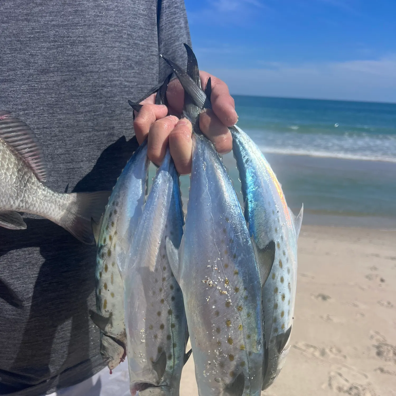 Spanish mackerel caught on Fishbrain