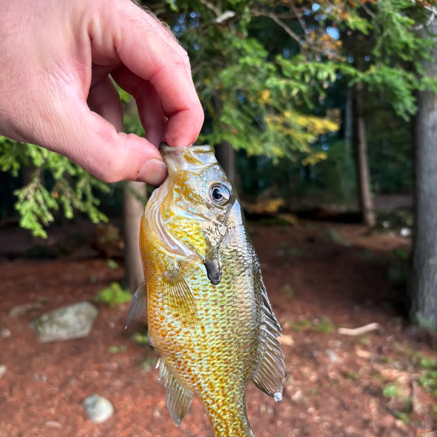 Redbreast sunfish caught on Fishbrain