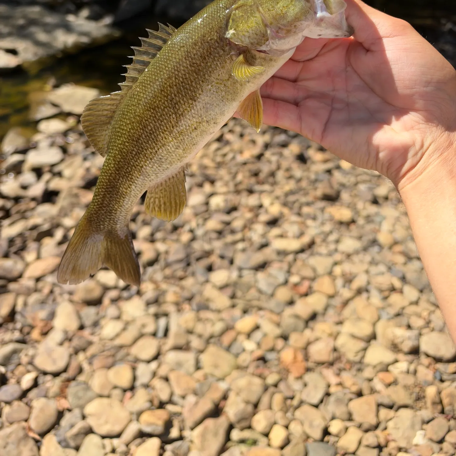 The most recent Neosho bass catches on Fishbrain