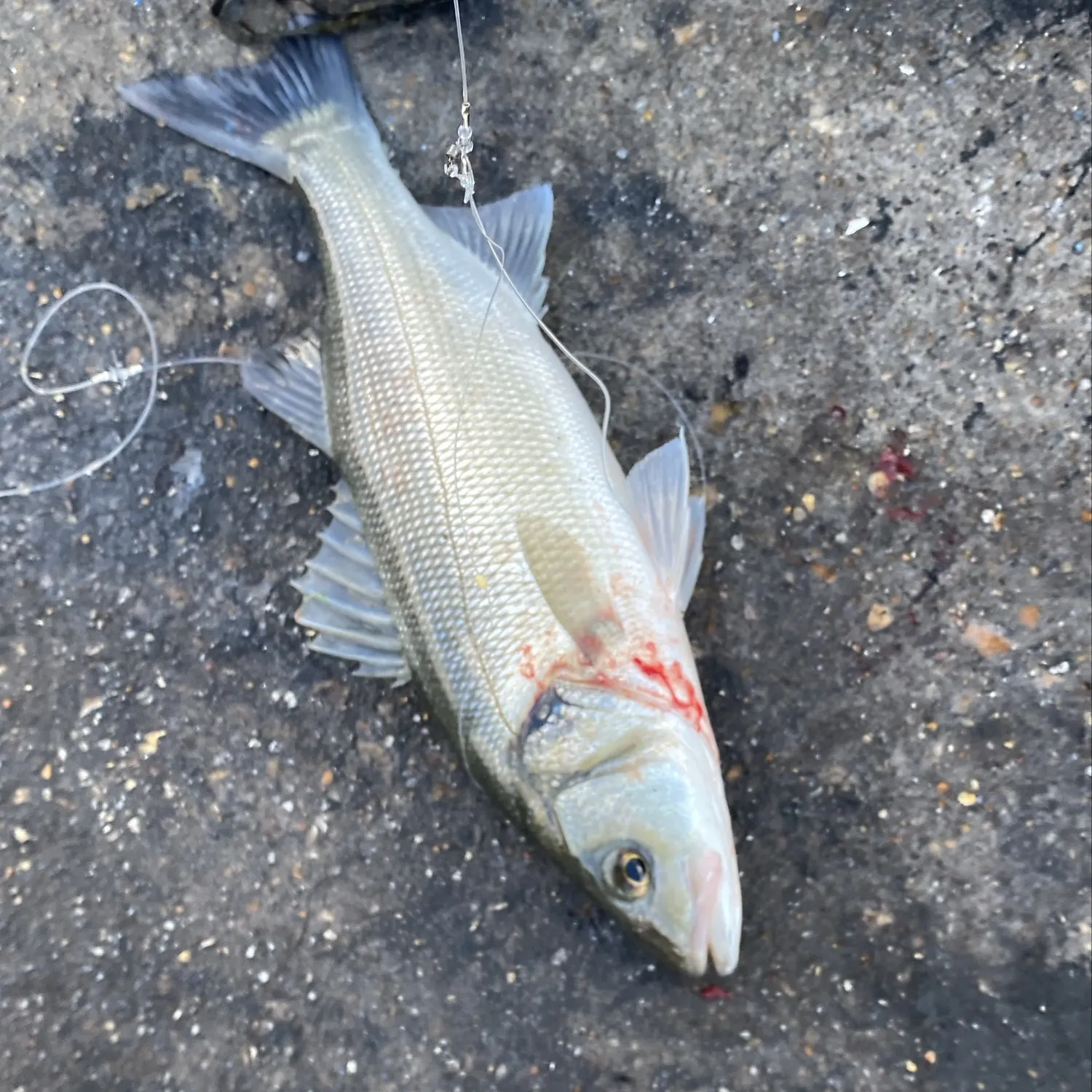 European seabass caught on Fishbrain