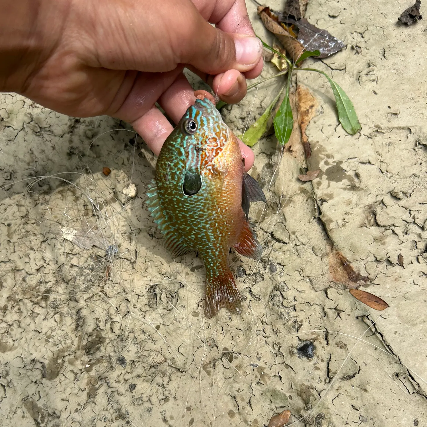 Pumpkingill hybrid caught on Fishbrain