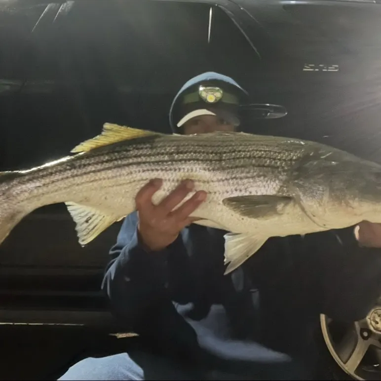 Striped bass caught on Fishbrain