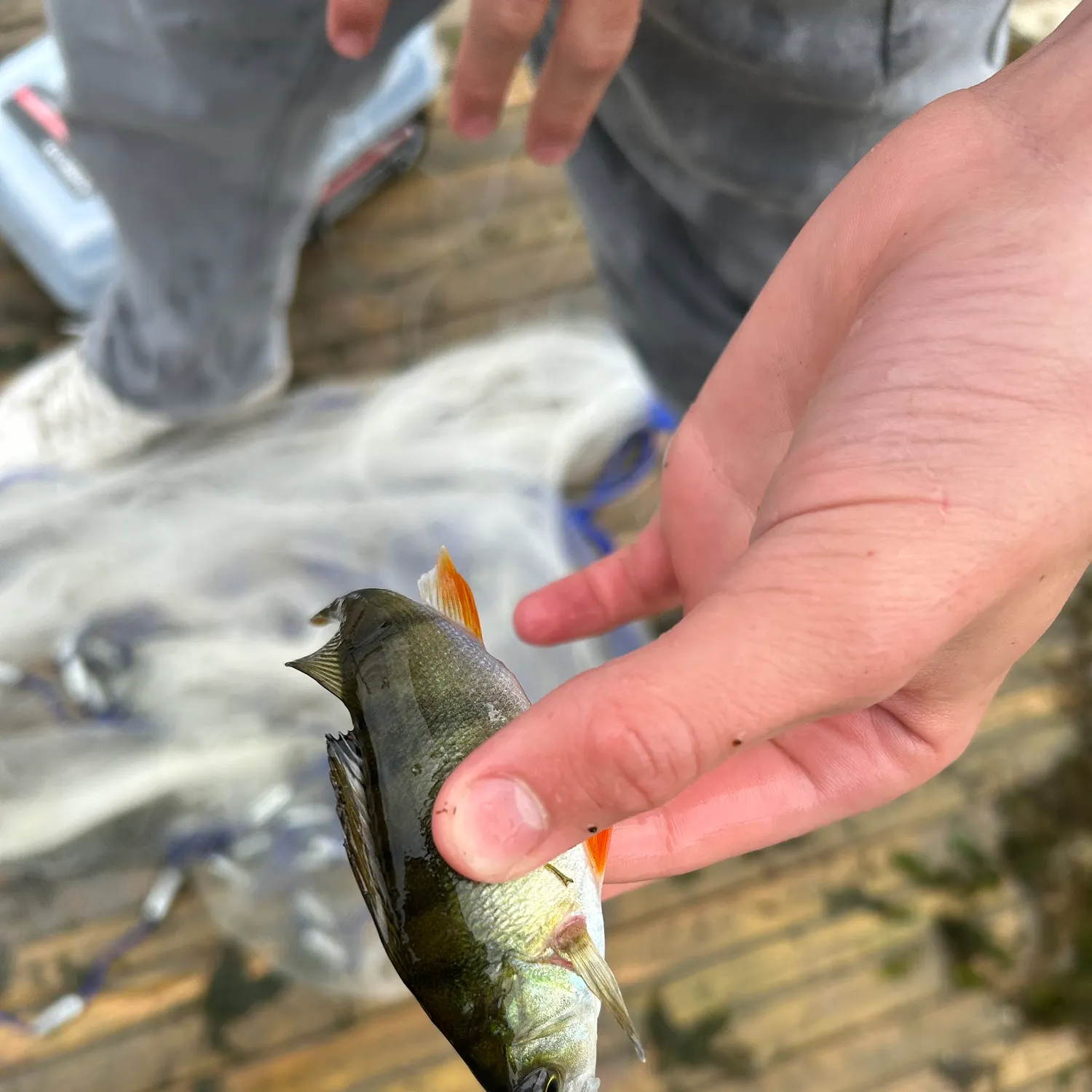 European perch caught on Fishbrain