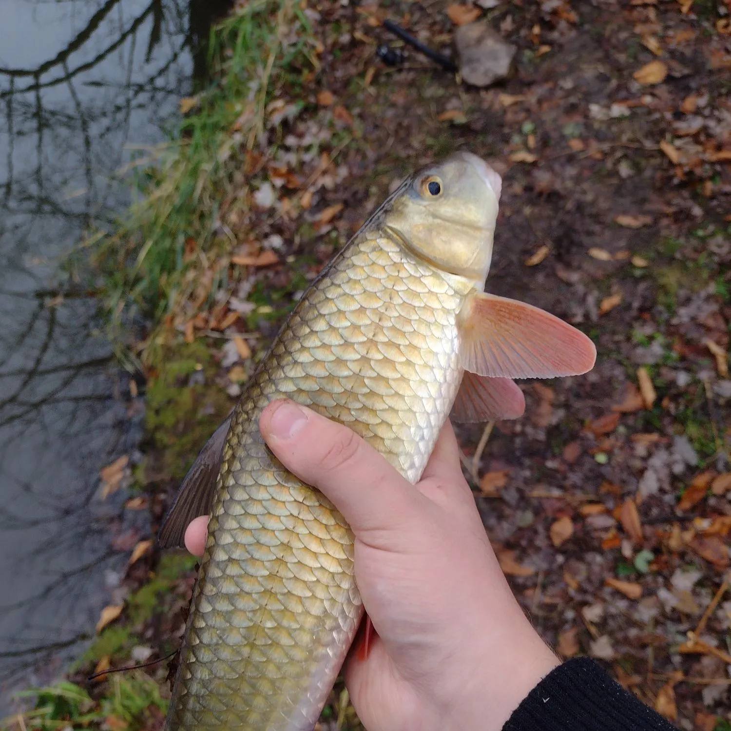 The most recent Smallmouth redhorse catches on Fishbrain