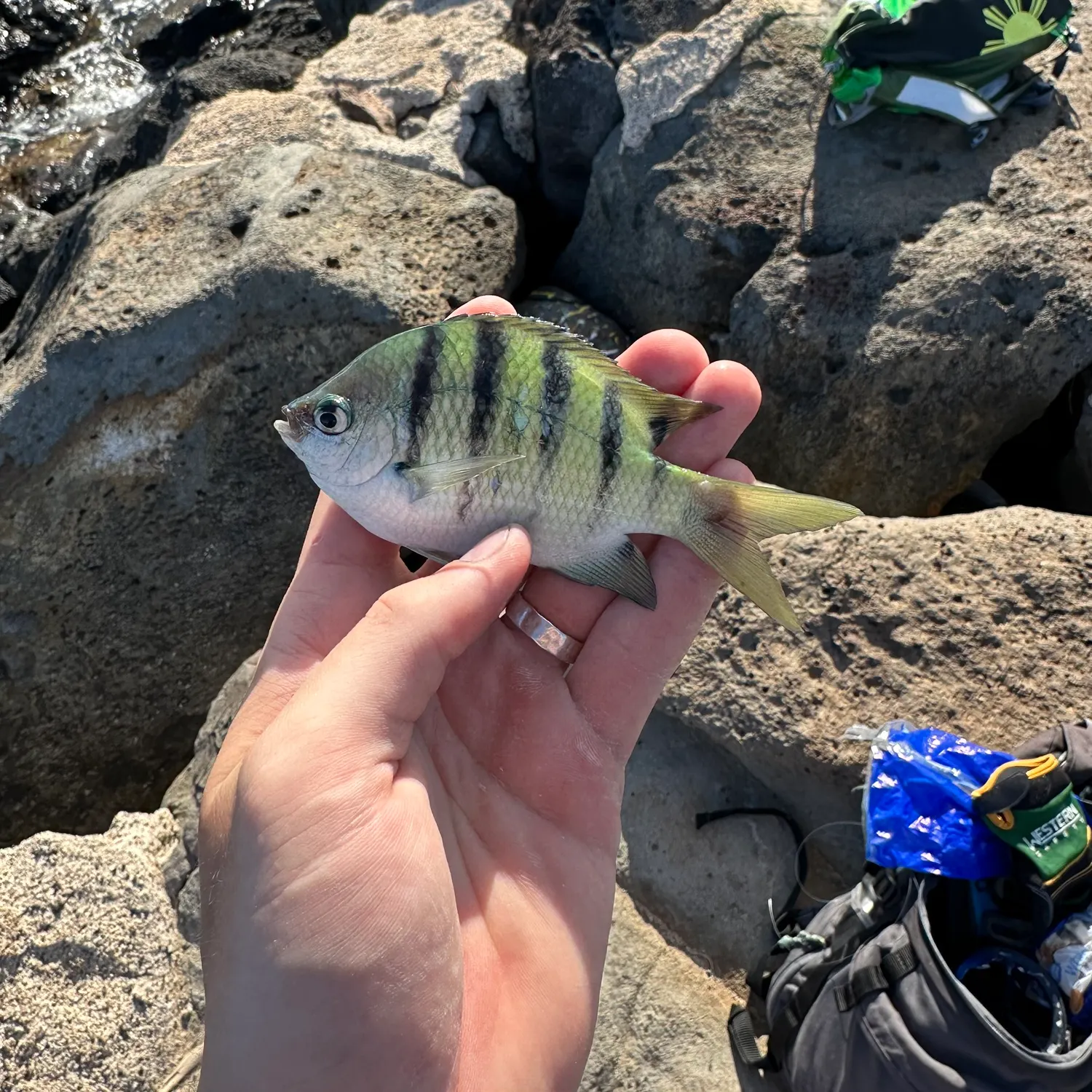 catch