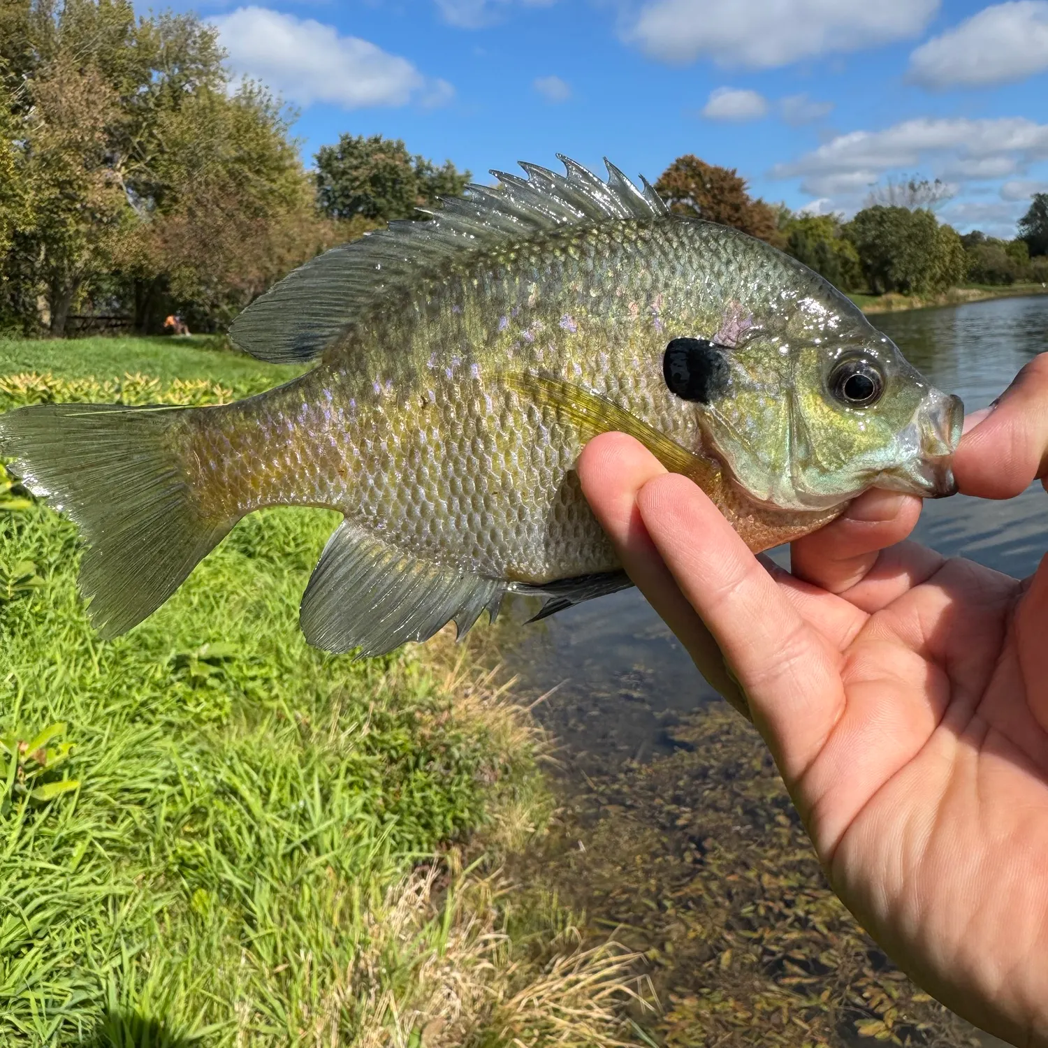 Bluegill caught on Fishbrain