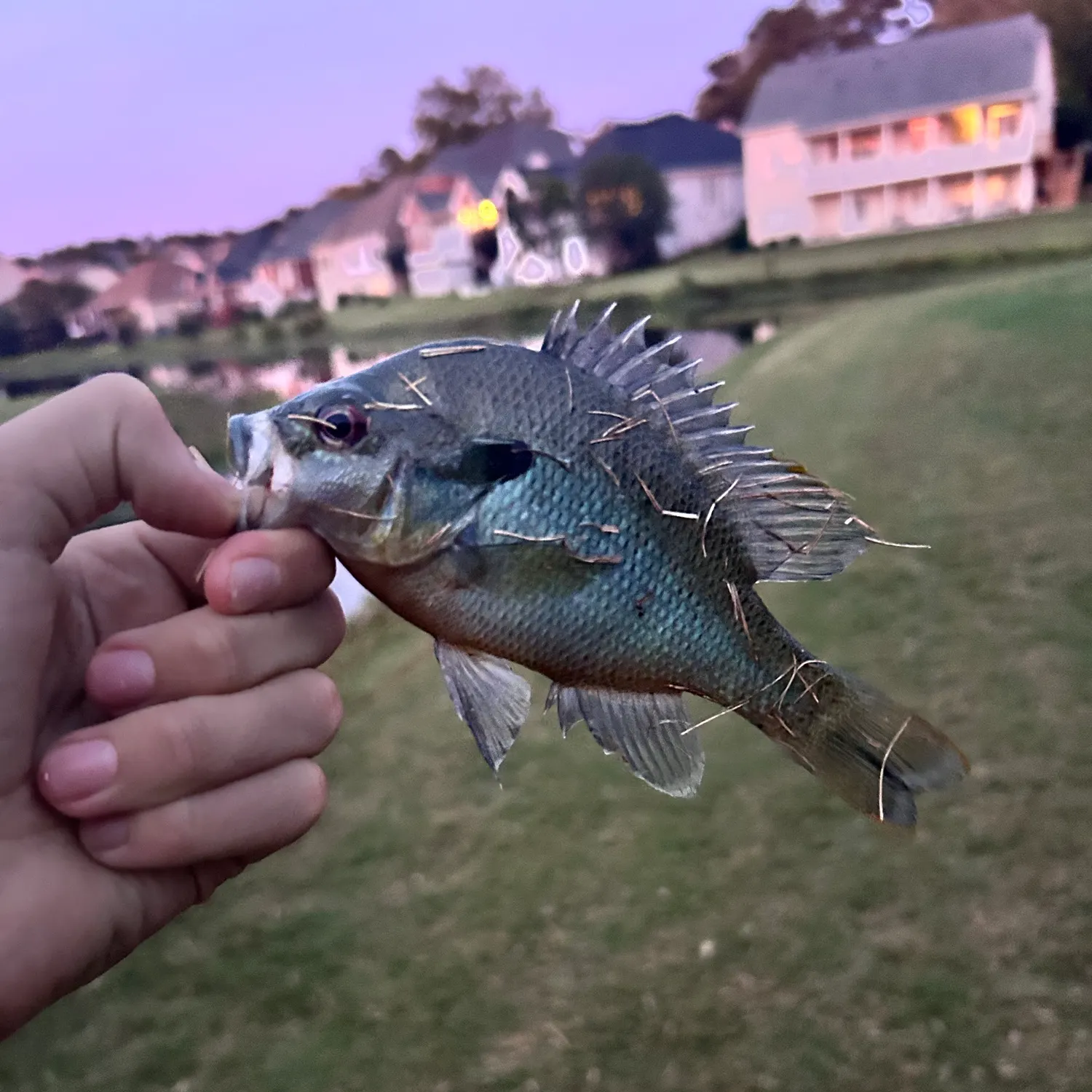 Redbreast sunfish caught on Fishbrain