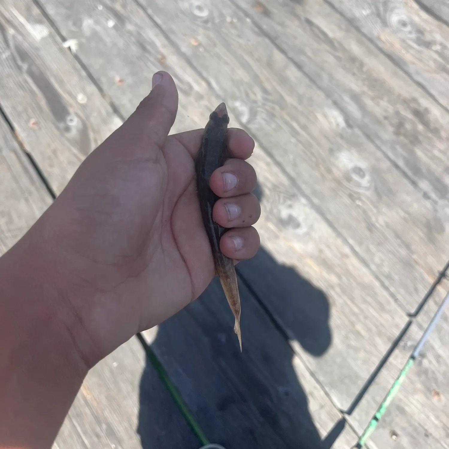 most liked catch image