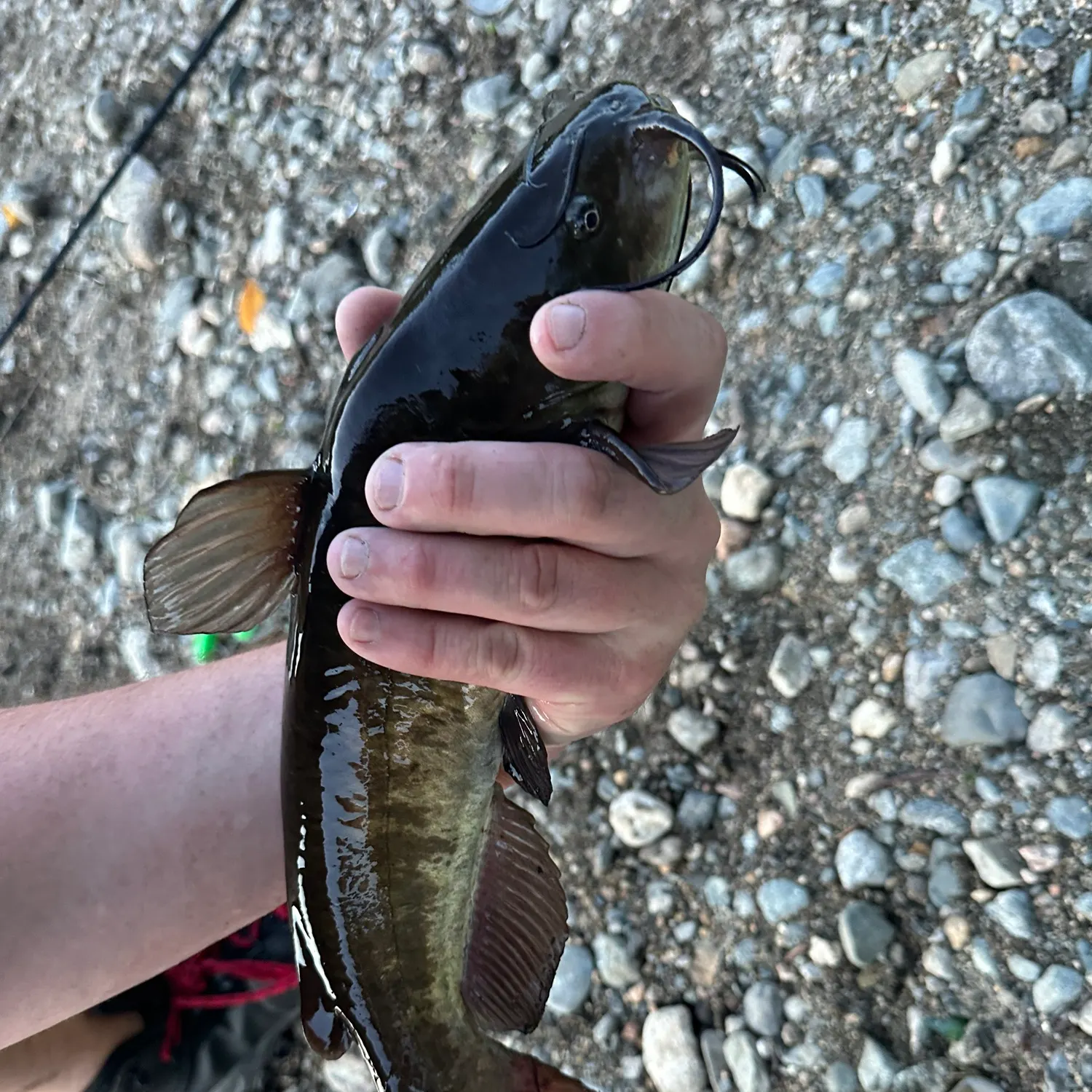 Black bullhead caught on Fishbrain