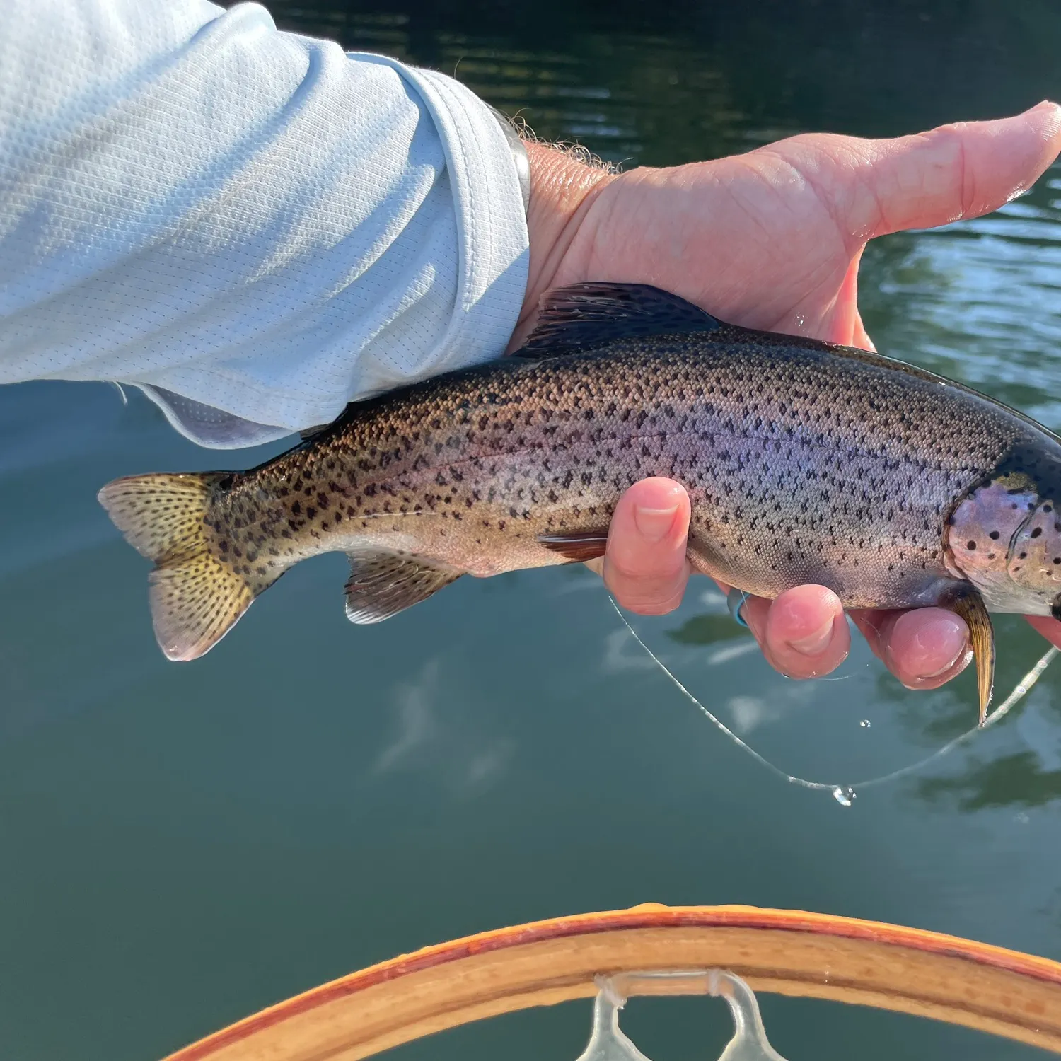 Rainbow trout caught on Fishbrain