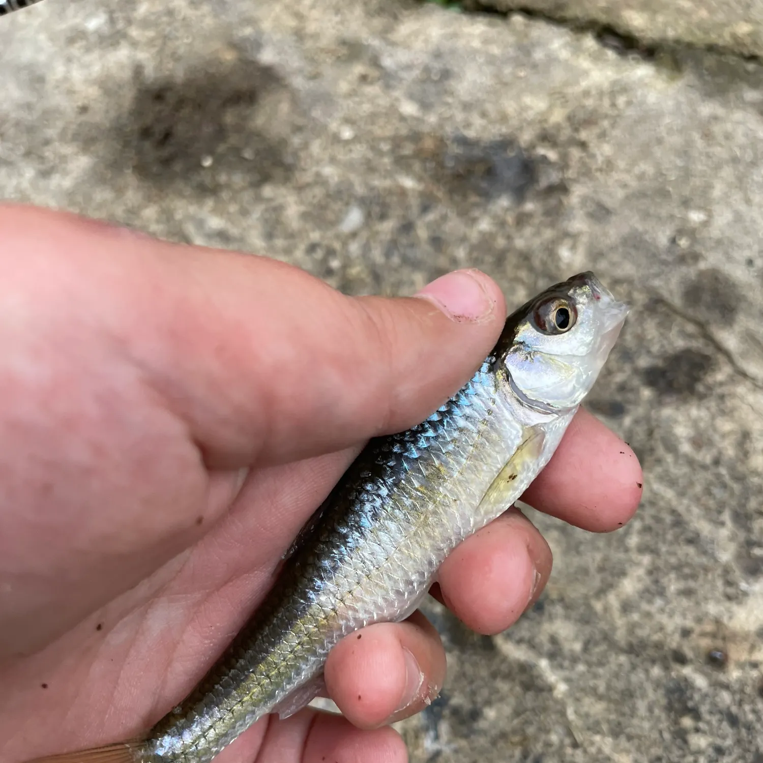 Striped shiner caught on Fishbrain