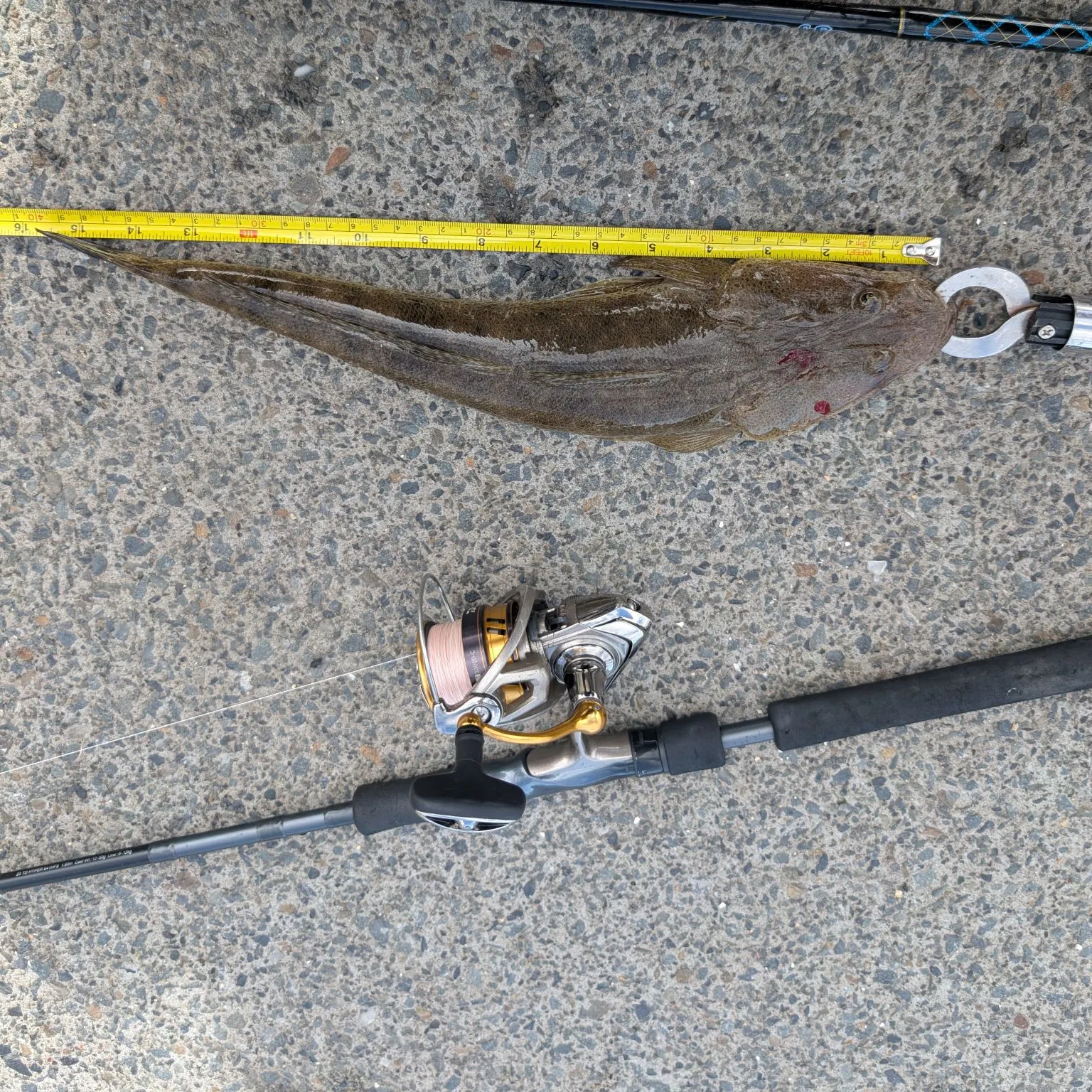 The most recent Dusky flathead catches on Fishbrain