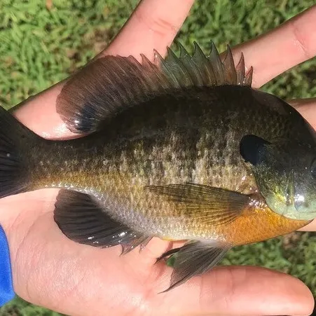 Bluegill caught on Fishbrain