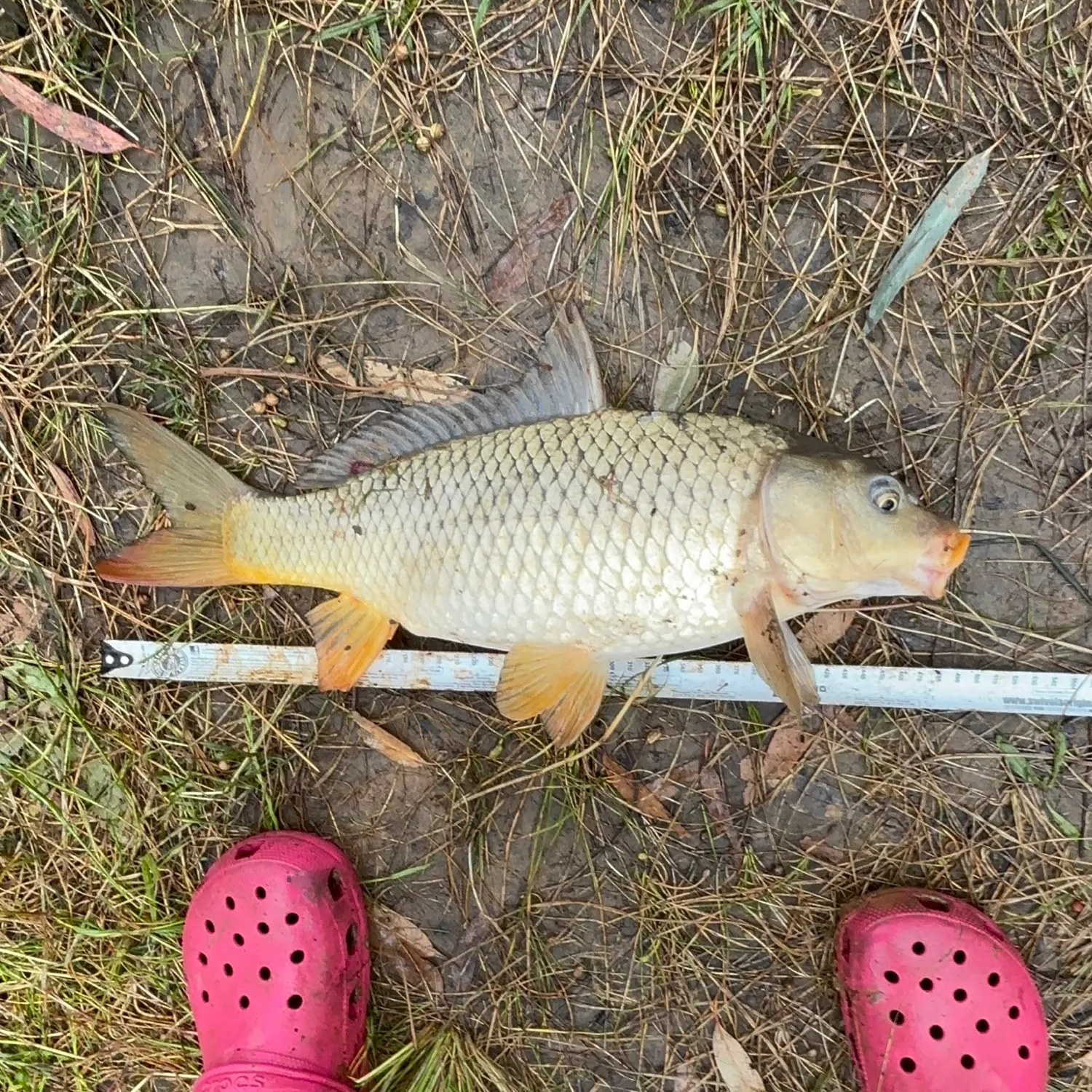 Common carp caught on Fishbrain
