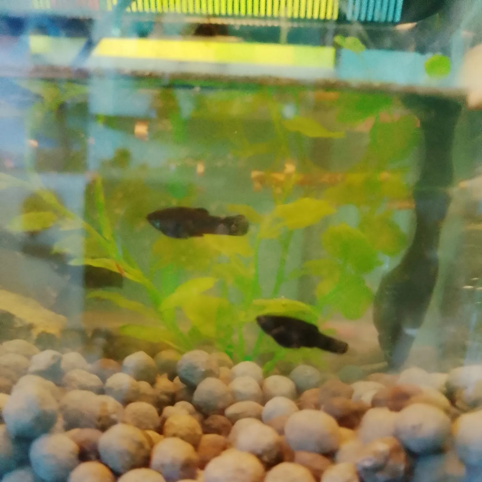 The most recent Shortfin molly catches on Fishbrain